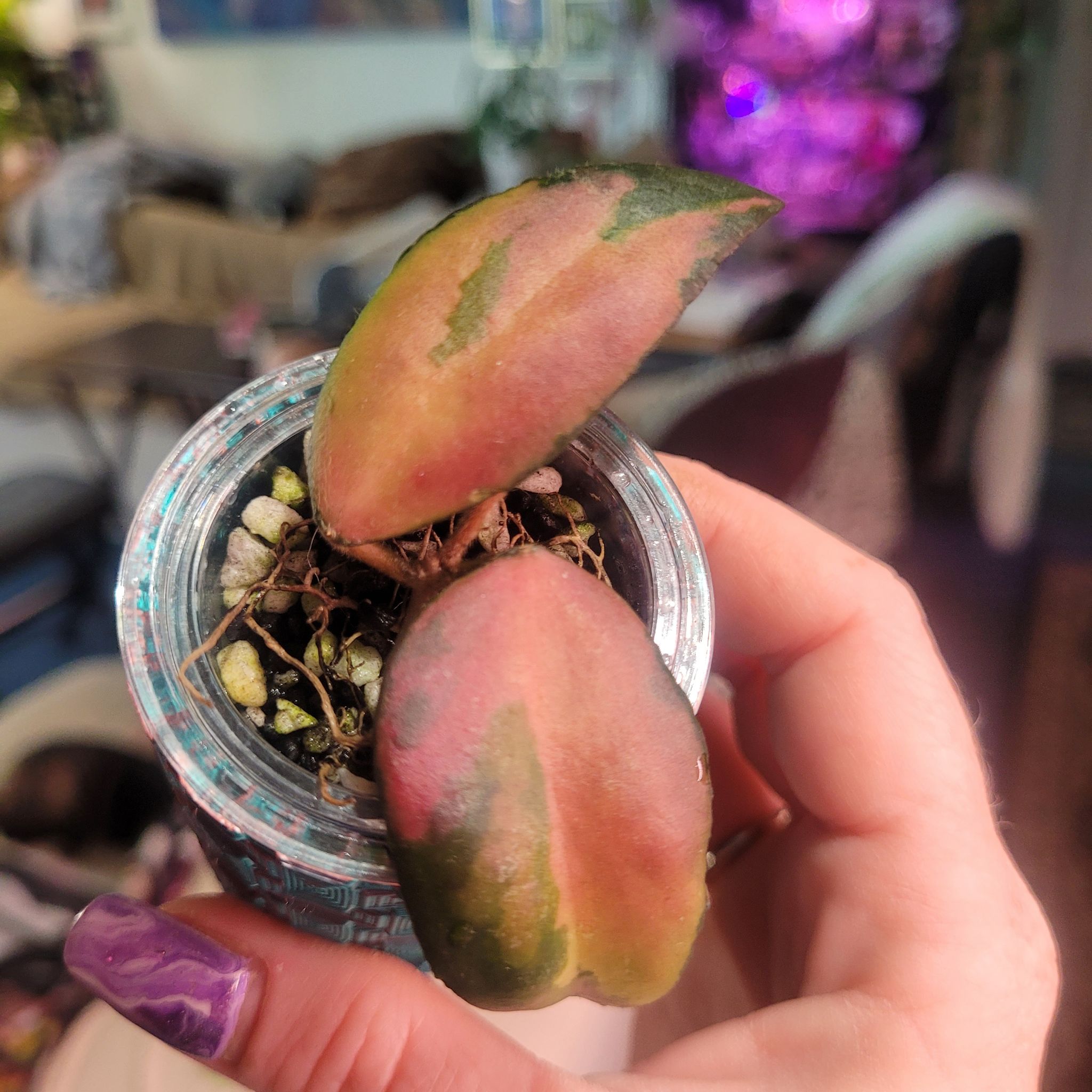 Photo of the plant species Hoya caudata Sumatra by @breezyx7 named H. Caudata Variegated 43 on Greg, the plant care app