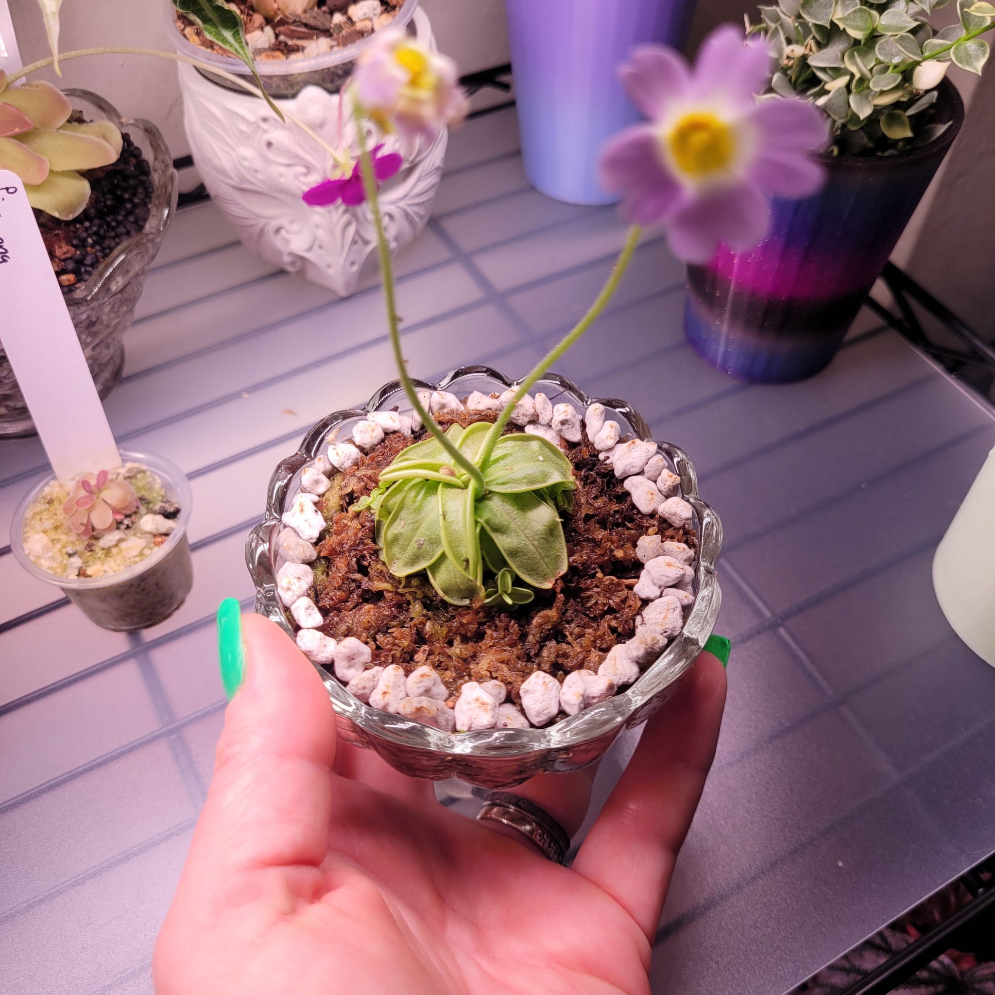 Photo of the plant species Primrose Butterwort by @breezyx7 named Pinguilica Primrose on Greg, the plant care app