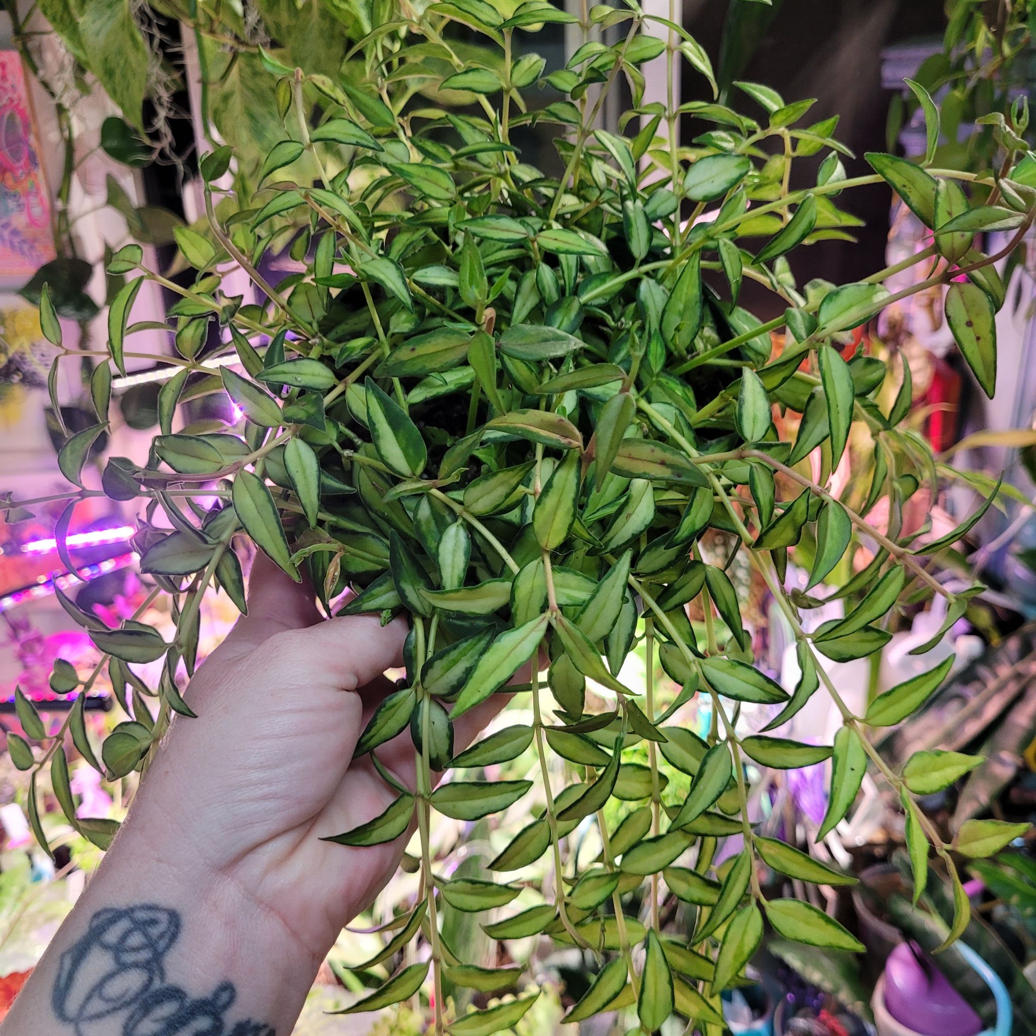 Photo of the plant species Hoya Bella Luis Bois by @breezyx7 named H. Bella Luis Bois on Greg, the plant care app