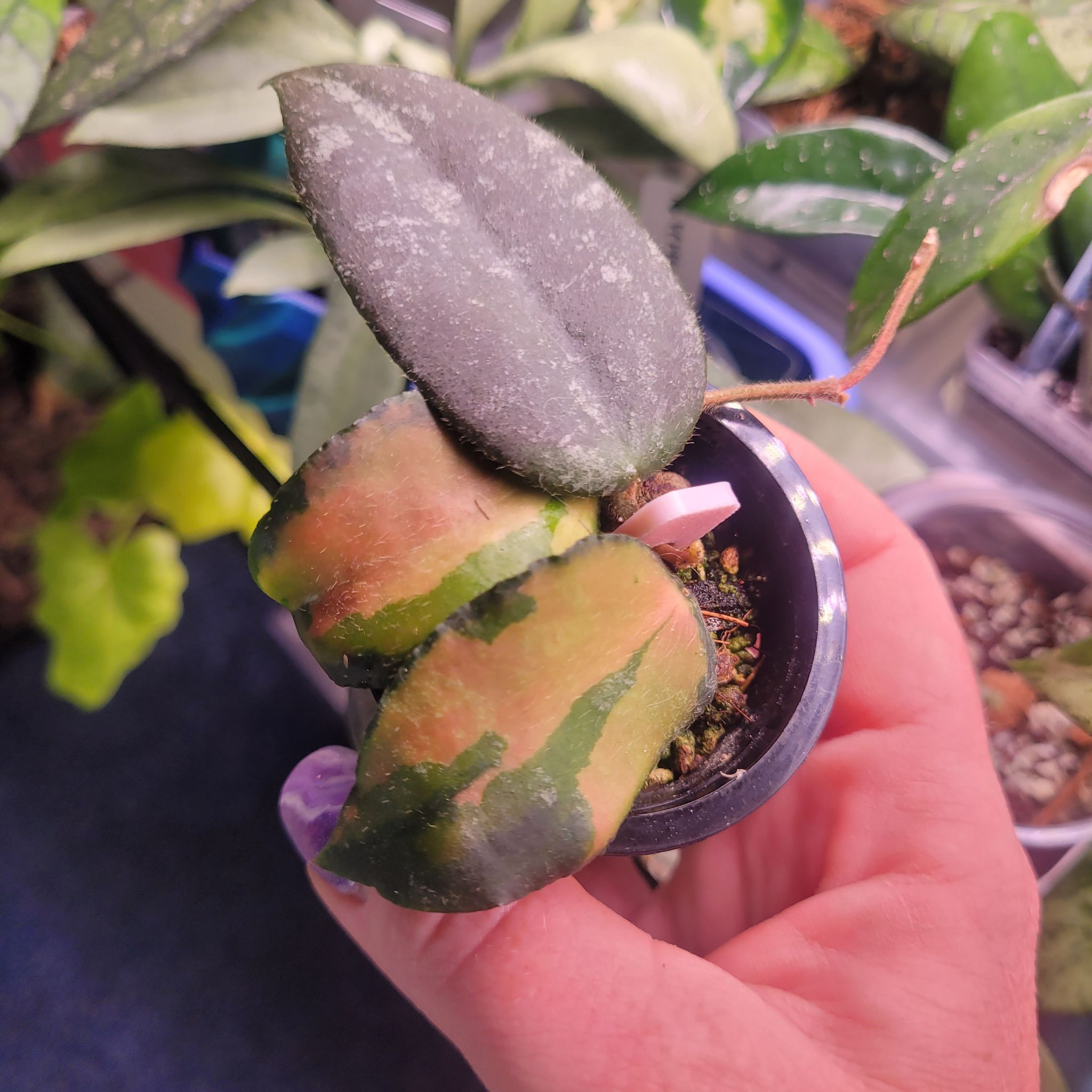 Photo of the plant species Hoya caudata Sumatra by @breezyx7 named H. Caudata Variegated Planty Dropper on Greg, the plant care app