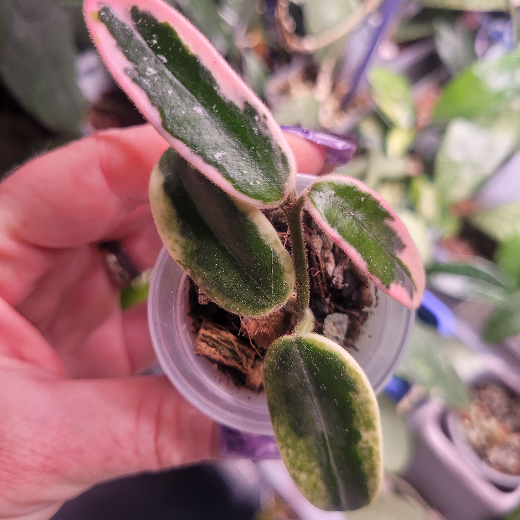 Photo of the plant species Hoya lyi 'Prism' by @breezyx7 named H. Lyi Prism on Greg, the plant care app