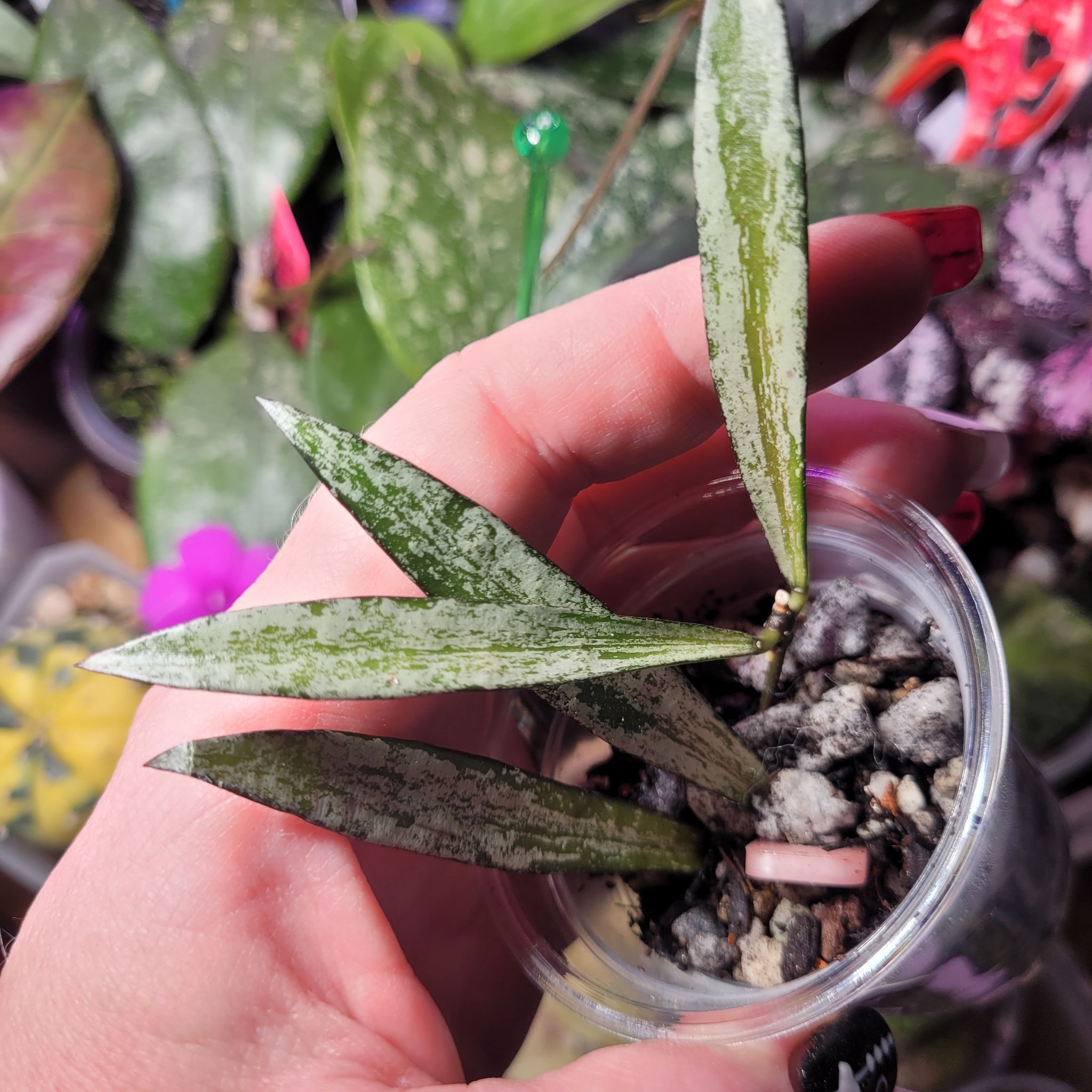 Photo of the plant species Hoya Tanggamus by @breezyx7 named H. Tanggamus Bamboo Silver on Greg, the plant care app