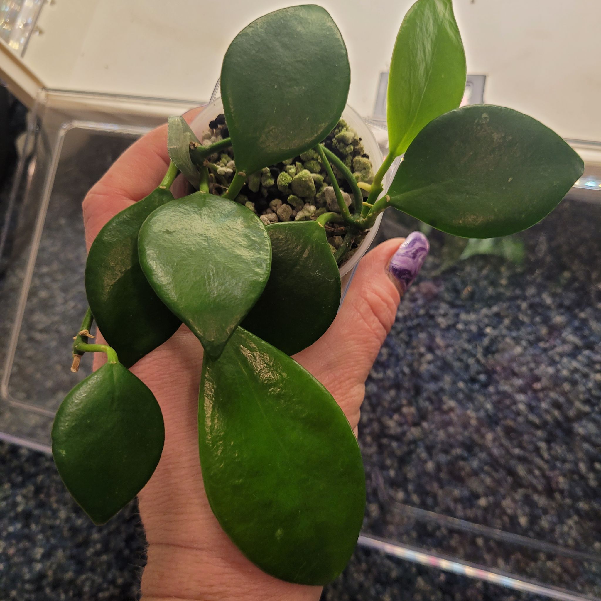 Photo of the plant species Hoya Noona by @breezyx7 named H. Noona Cutting on Greg, the plant care app