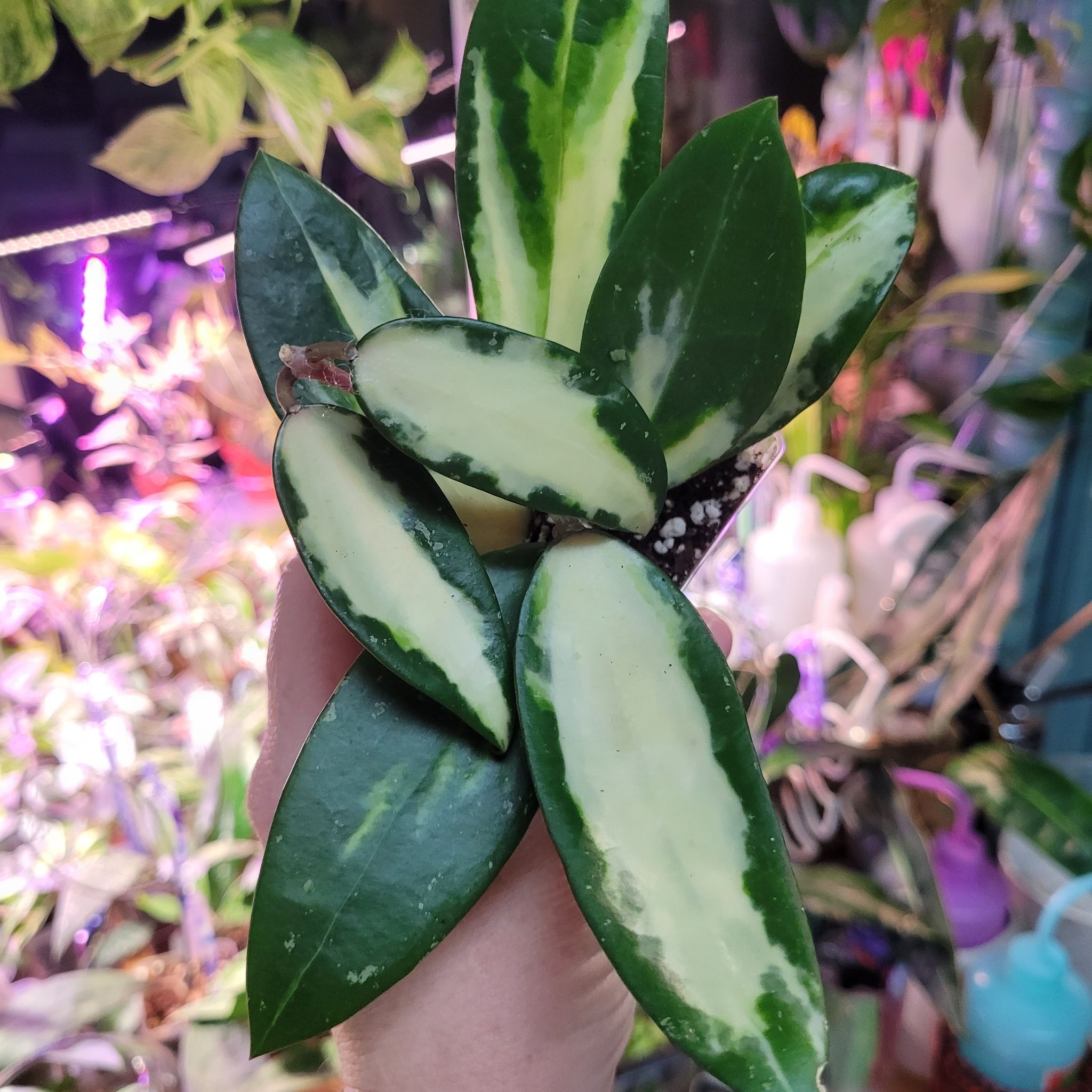 Photo of the plant species Hoya verticillata by @breezyx7 named H. Verticillata Acuta Inner Variegated on Greg, the plant care app