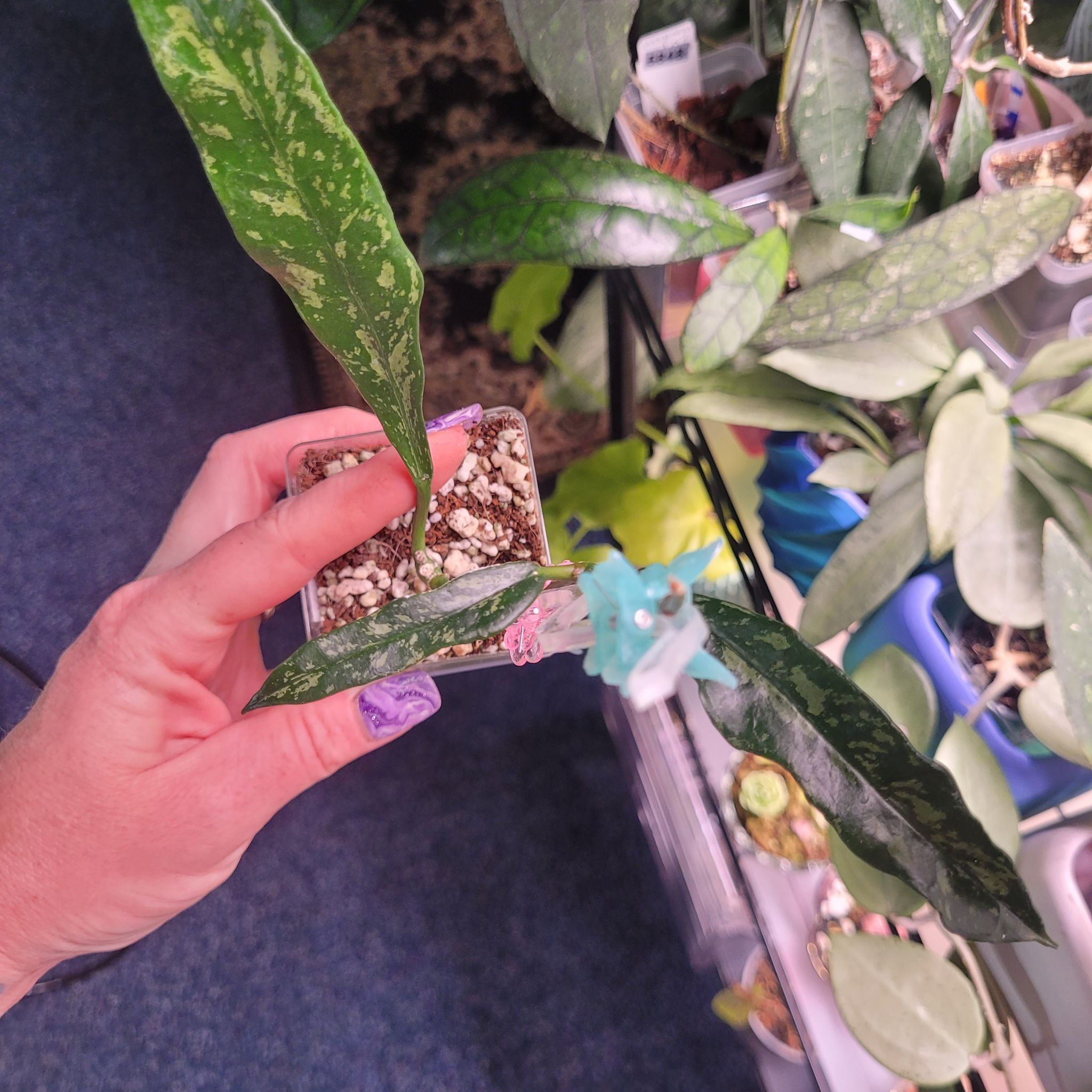 Photo of the plant species Hoya griffithii by @breezyx7 named H. Griffithii on Greg, the plant care app