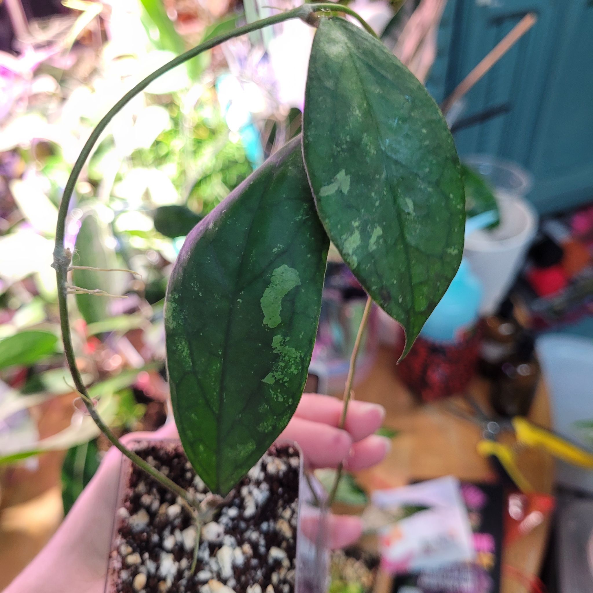 Photo of the plant species Hoya Finlaysonii by @breezyx7 named H. Finlaysonii F&F on Greg, the plant care app