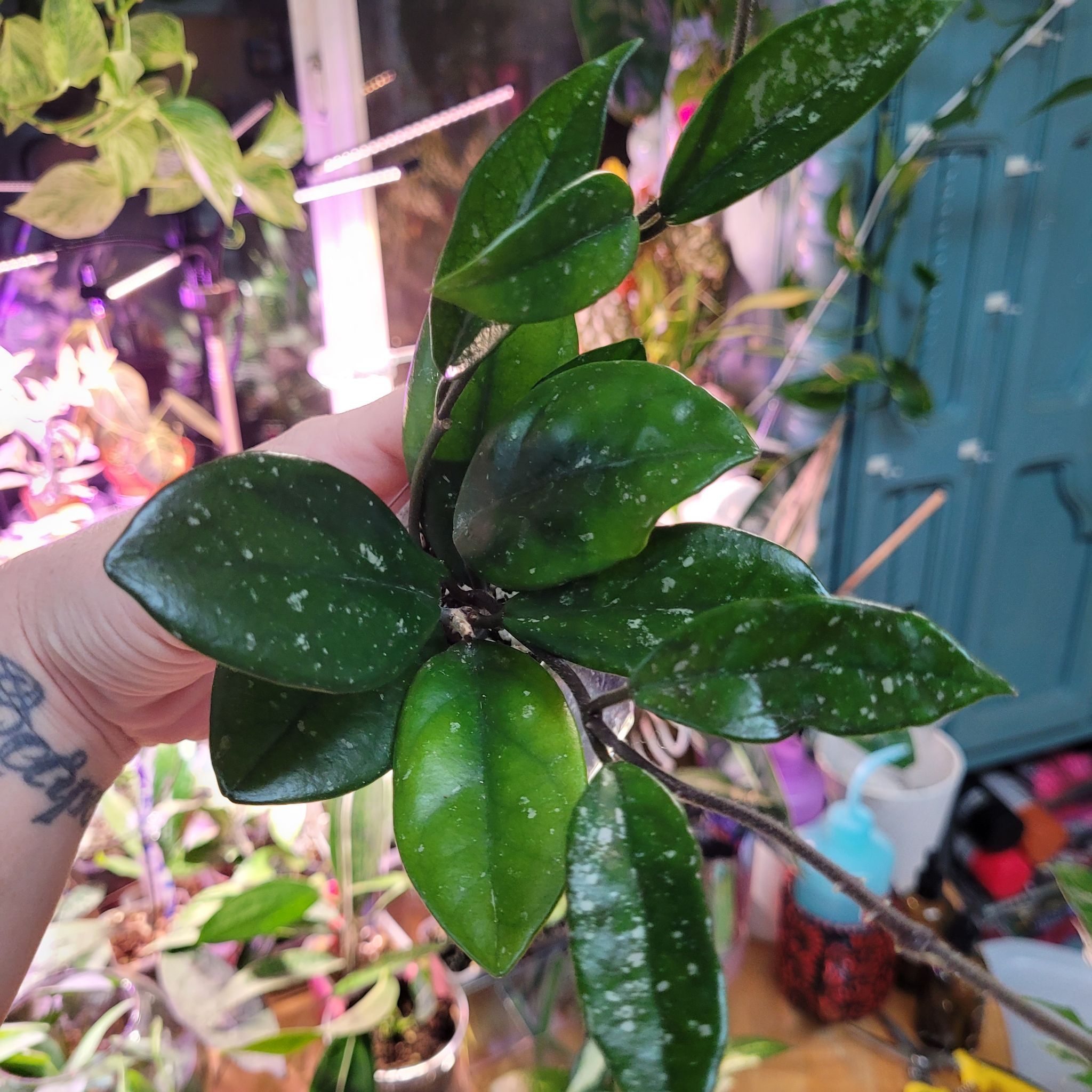 Photo of the plant species Hoya Carnosa 'Wilbur Graves' by @breezyx7 named H. Wilbur Graves China on Greg, the plant care app