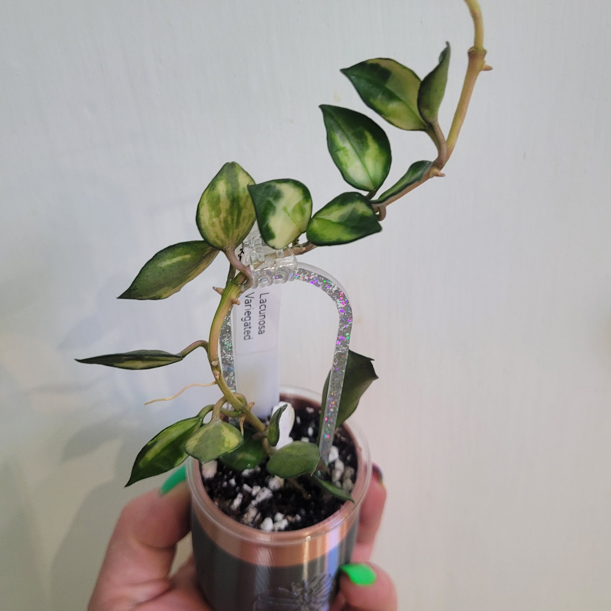 Photo of the plant species Variegated Hoya lacunosa by @breezyx7 named H. Lacunosa Variegated on Greg, the plant care app