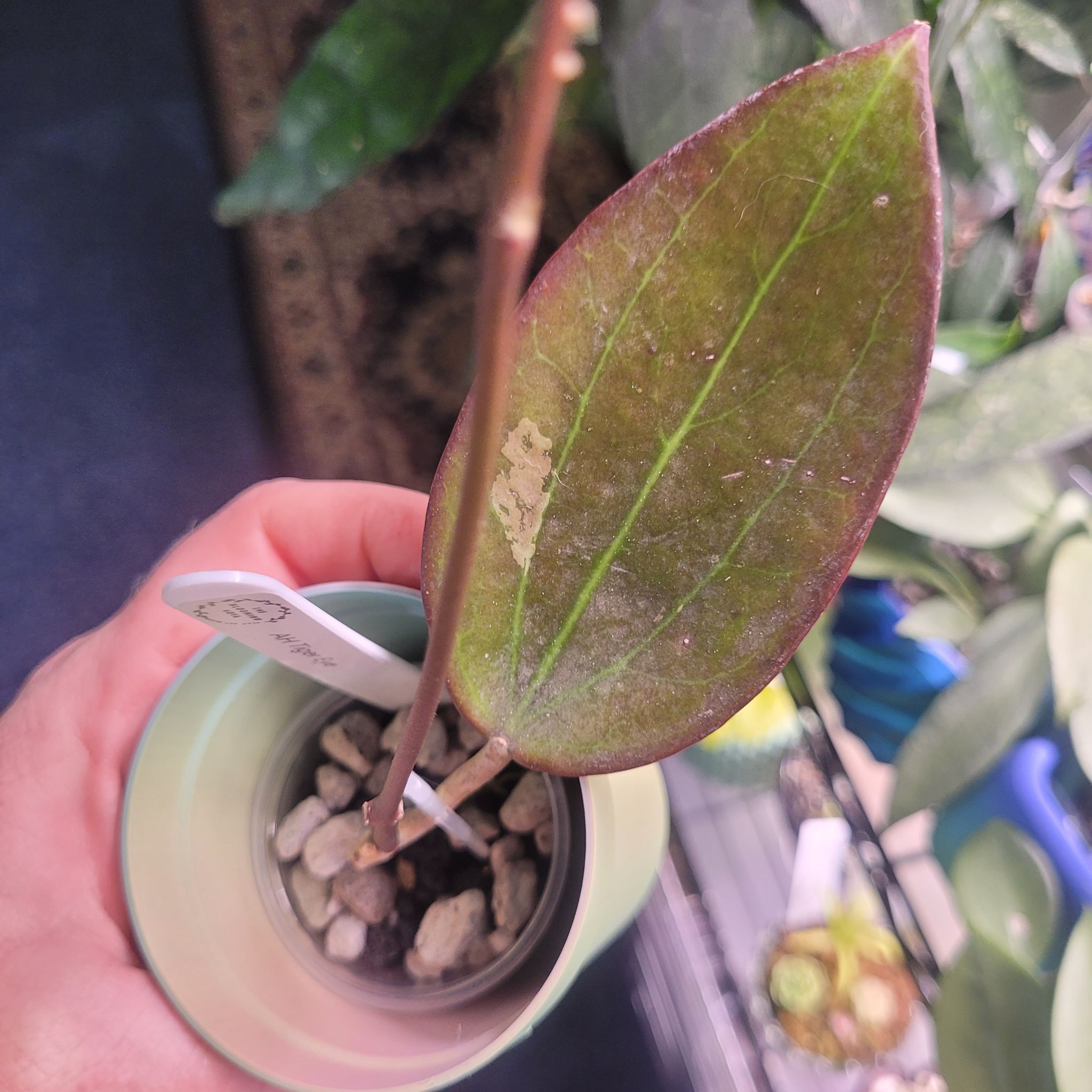 Photo of the plant species Hoya AH 'Black Magic' by @breezyx7 named H. Tiger Eye on Greg, the plant care app