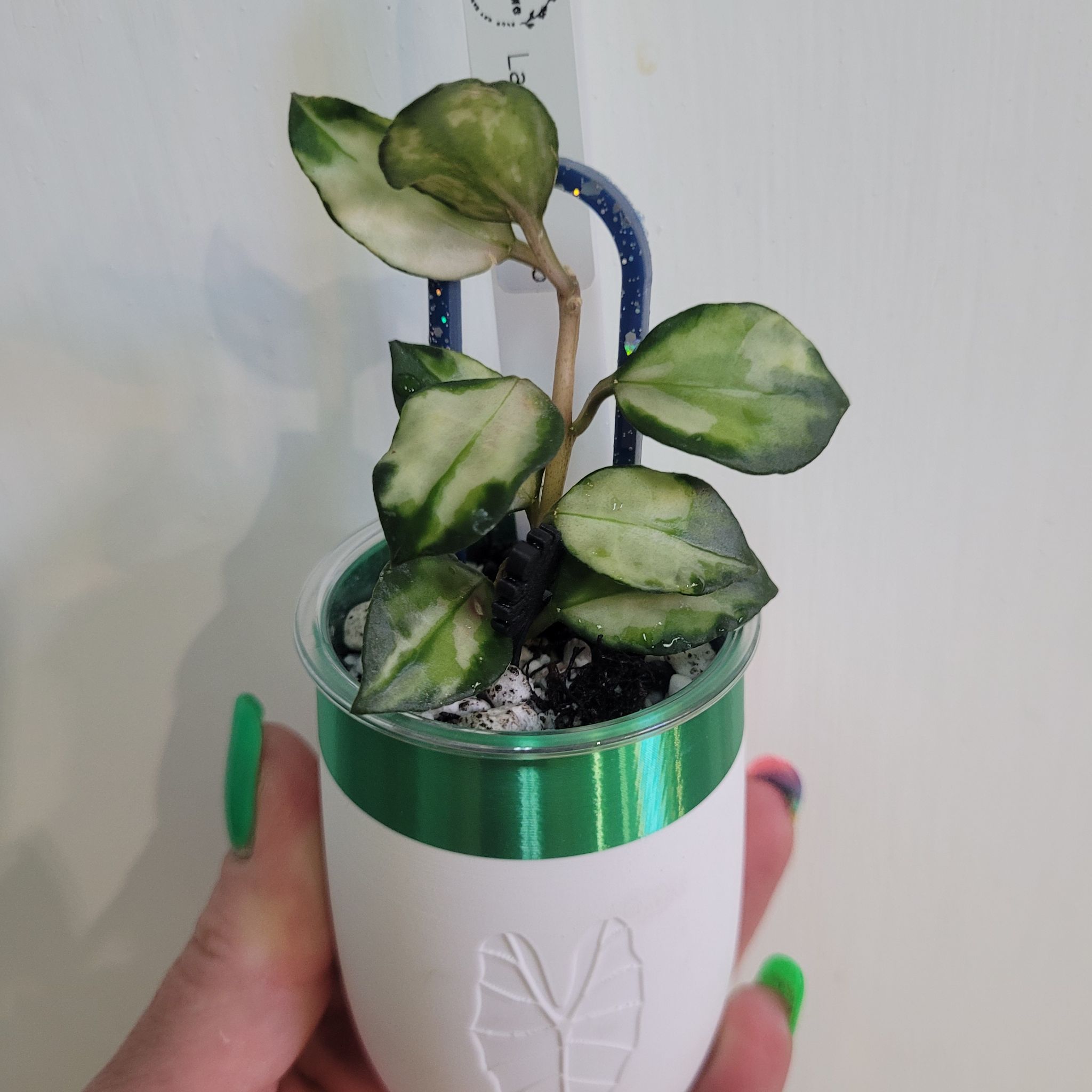 Photo of the plant species Hoya lacunosa ‘Bruno Tricolor' by @breezyx7 named H. Lacunosa Bruno on Greg, the plant care app