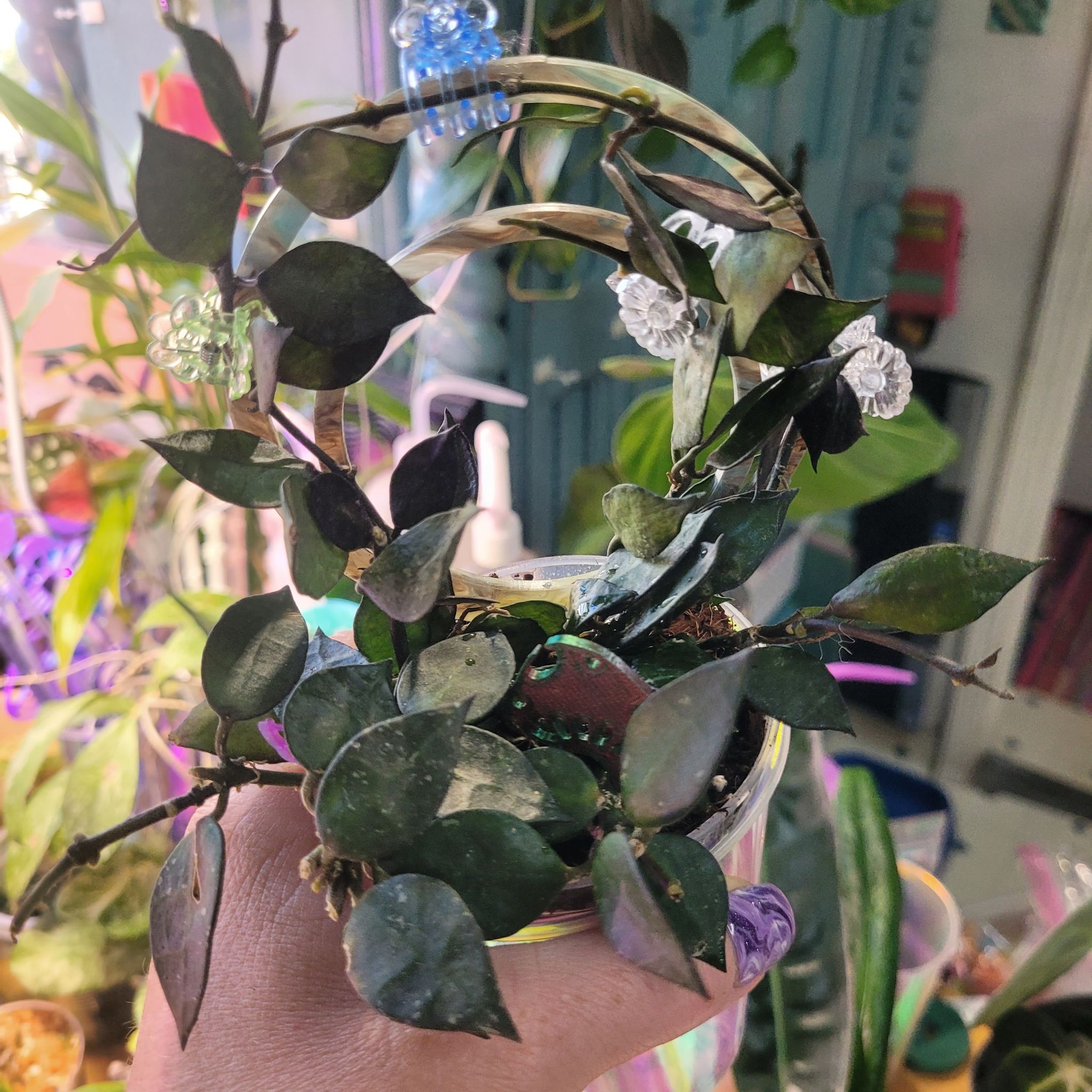 Photo of the plant species Hoya krohniana black by @breezyx7 named H. Krohniana Black on Greg, the plant care app