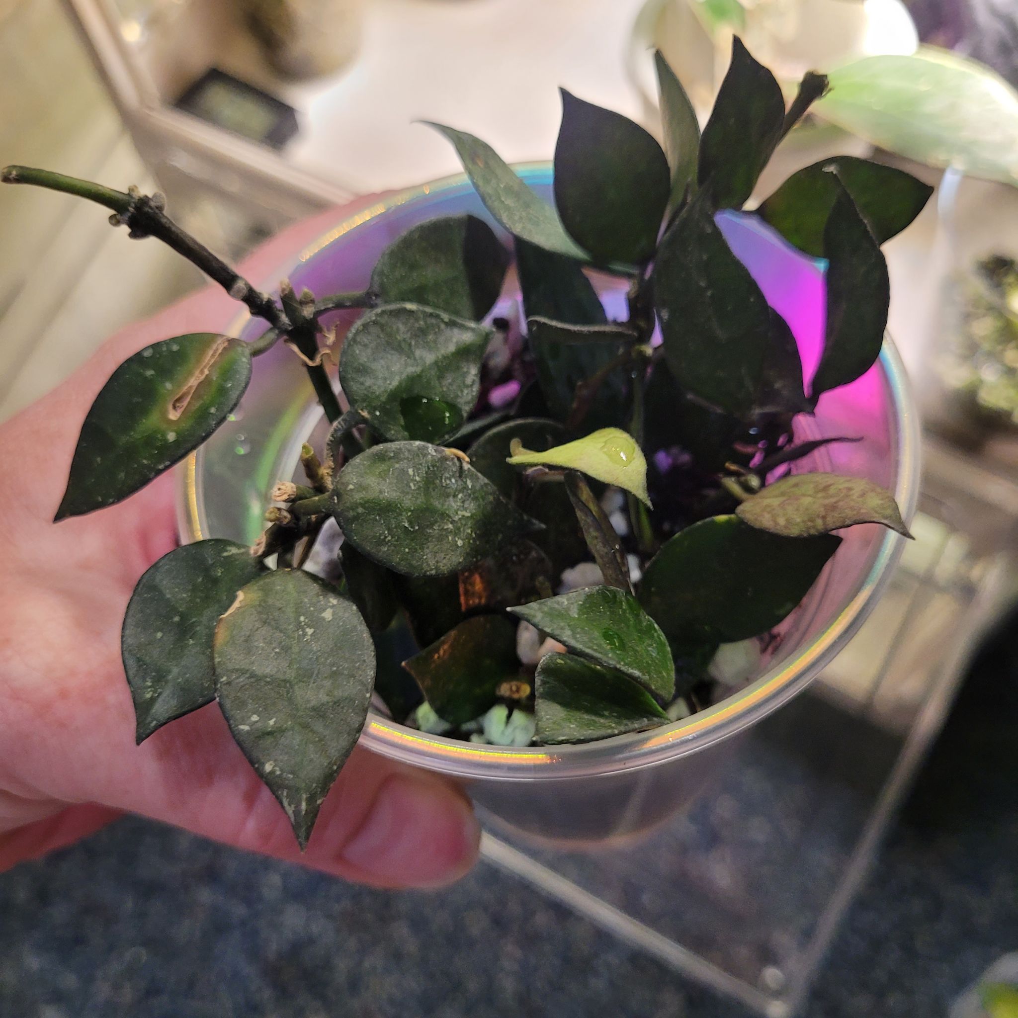 Photo of the plant species Hoya krohniana black by @breezyx7 named H. Krohniana Black propping 2 on Greg, the plant care app