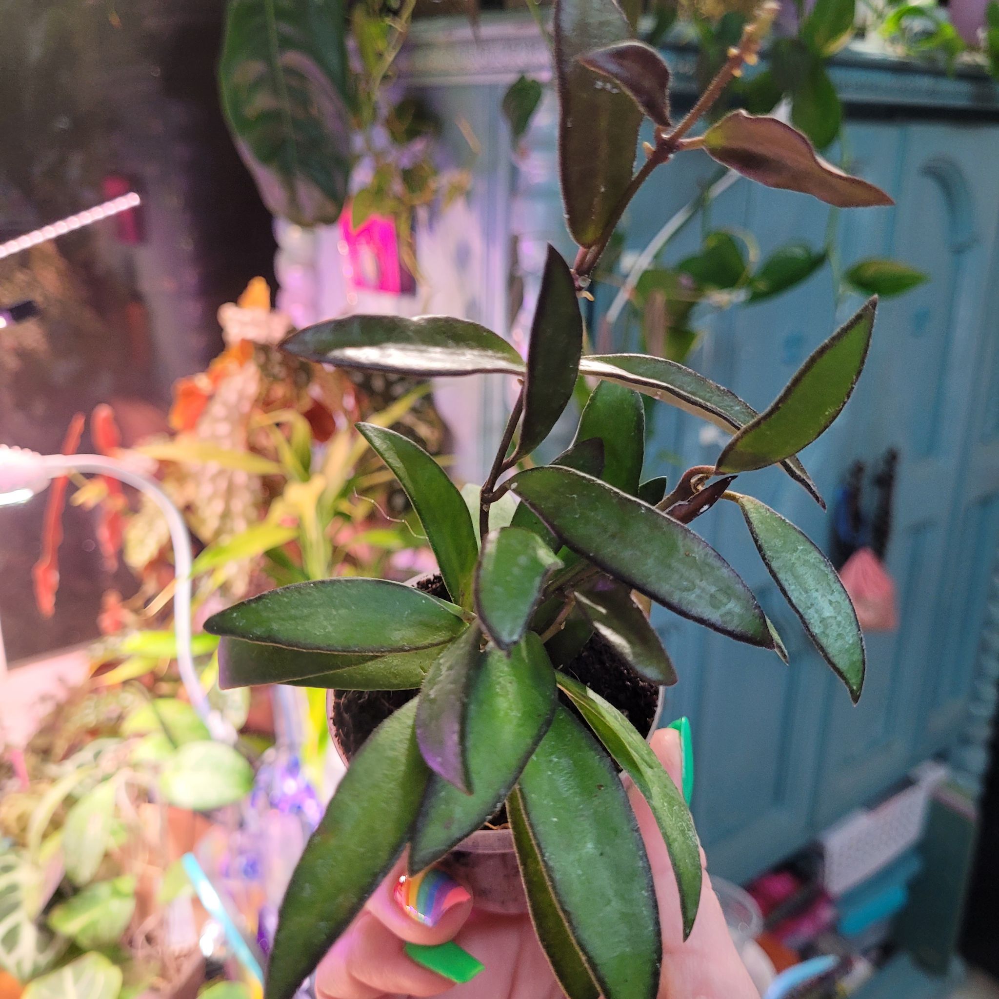 Photo of the plant species Hoya 'Rosita' by @breezyx7 named H. Rosita rerootting on Greg, the plant care app