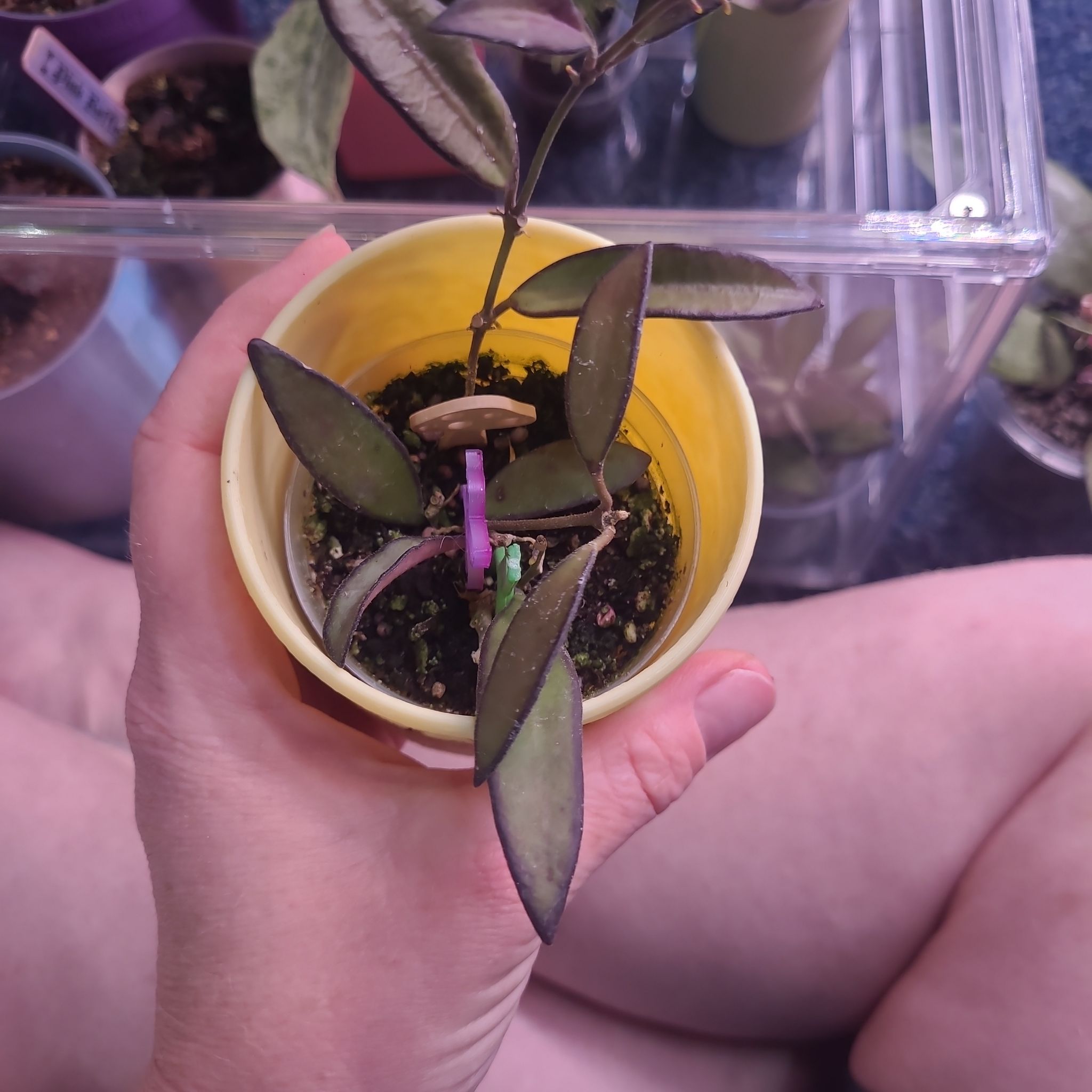 Photo of the plant species Hoya 'Rosita' by @breezyx7 named H. Rosita rerootting on Greg, the plant care app