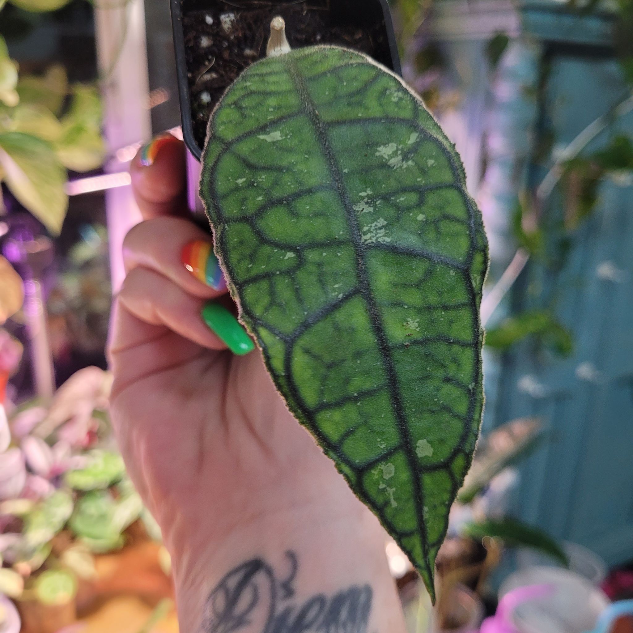 Photo of the plant species Hoya clemensiorum by @breezyx7 named H. Perak Malaysia on Greg, the plant care app