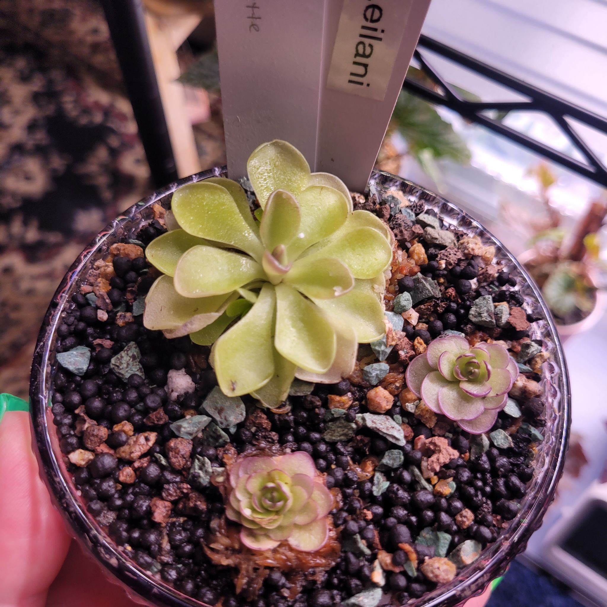 Photo of the plant species Pinguicula Pirouette by @breezyx7 named Pinguilica Pirouette & Leilani on Greg, the plant care app