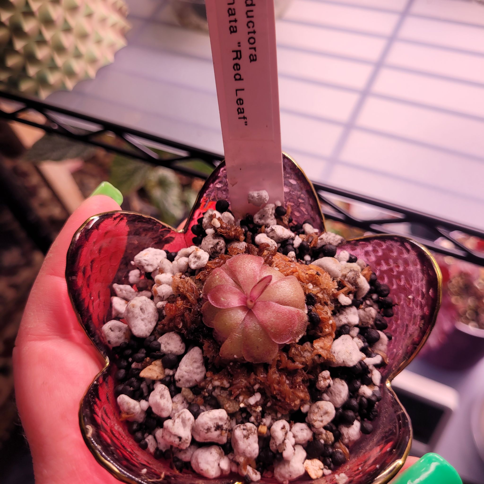 Photo of the plant species Mexican Butterwort by @breezyx7 named Pinguilica red leaf on Greg, the plant care app