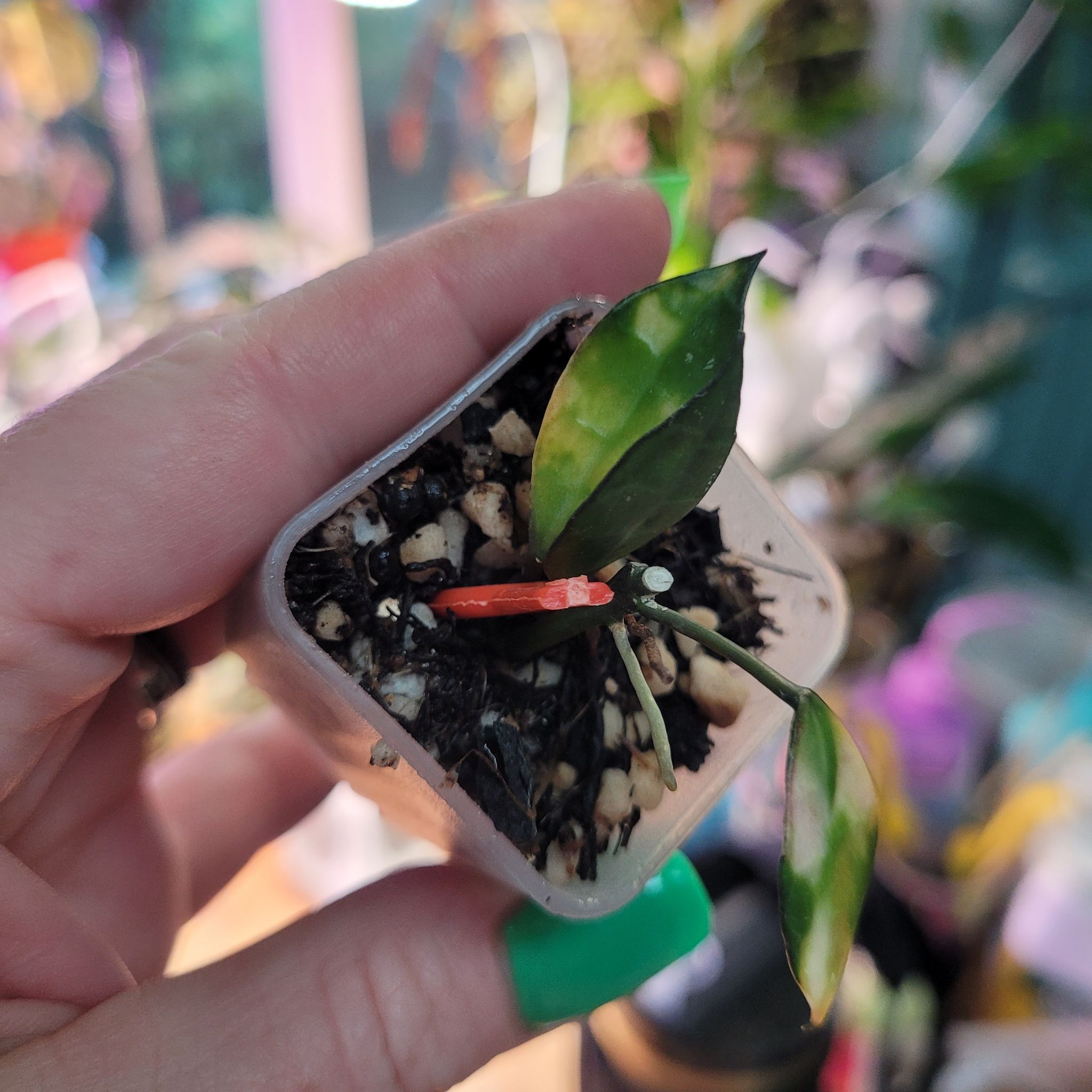 Photo of the plant species Variegated Hoya lacunosa by @breezyx7 named H. Lacunosa Cianjur Variegated on Greg, the plant care app