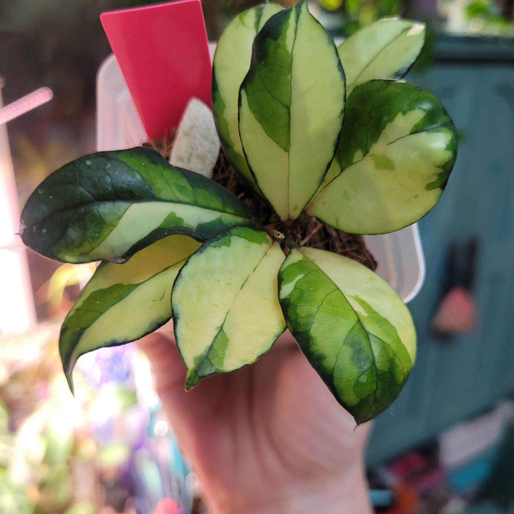 Photo of the plant species Hoya crassipetiolata by @breezyx7 named H. Crassipetiolata variegated on Greg, the plant care app
