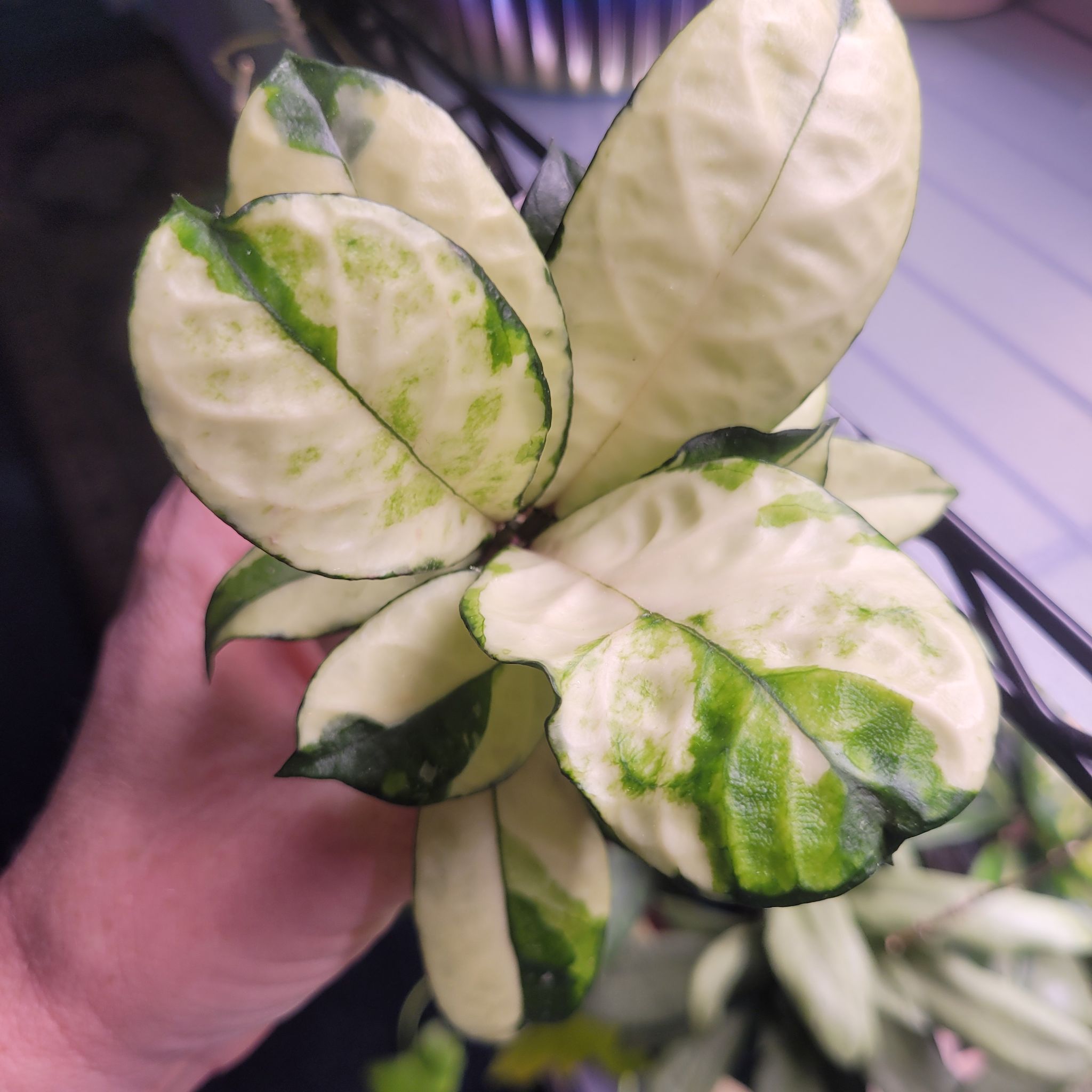 Photo of the plant species Hoya crassipetiolata by @breezyx7 named H. Crassipetiolata variegated on Greg, the plant care app