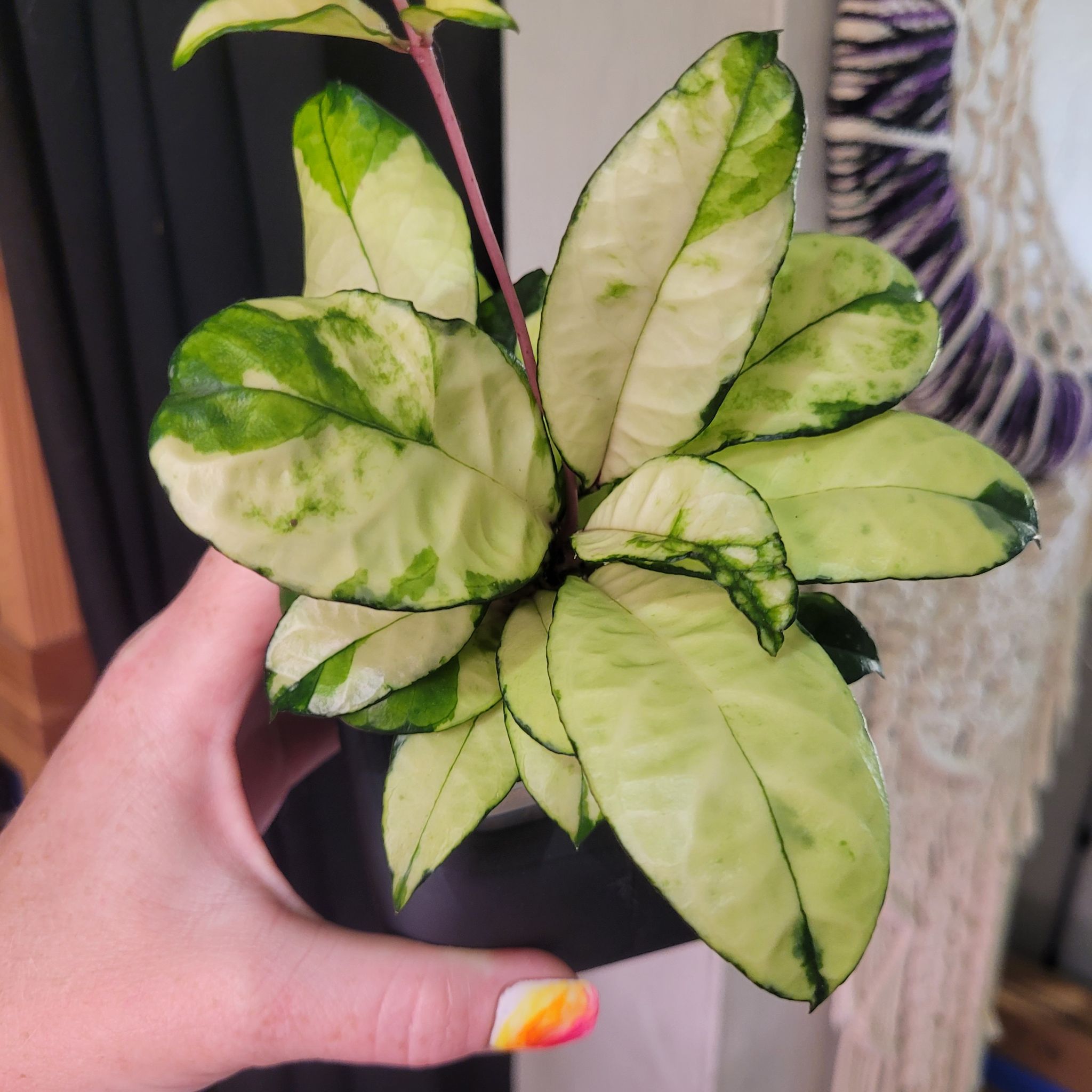 Photo of the plant species Hoya crassipetiolata by @breezyx7 named H. Crassipetiolata variegated on Greg, the plant care app