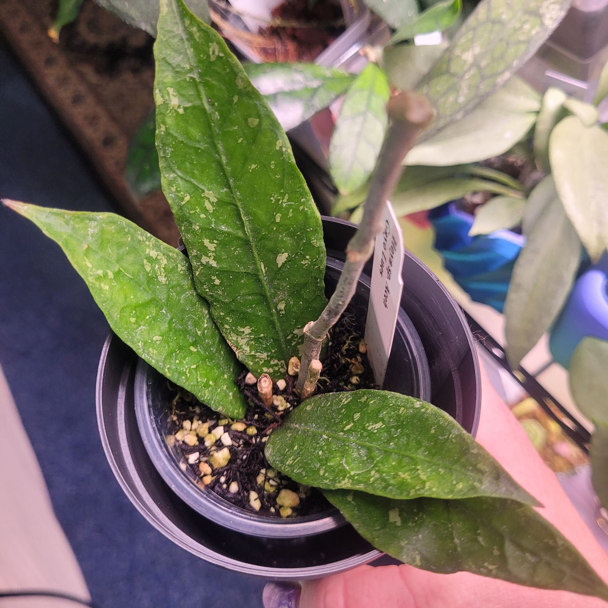 Photo of the plant species Hoya 'Aceh Gayo Lues' by @breezyx7 named H. Aceh Gayo Lues on Greg, the plant care app