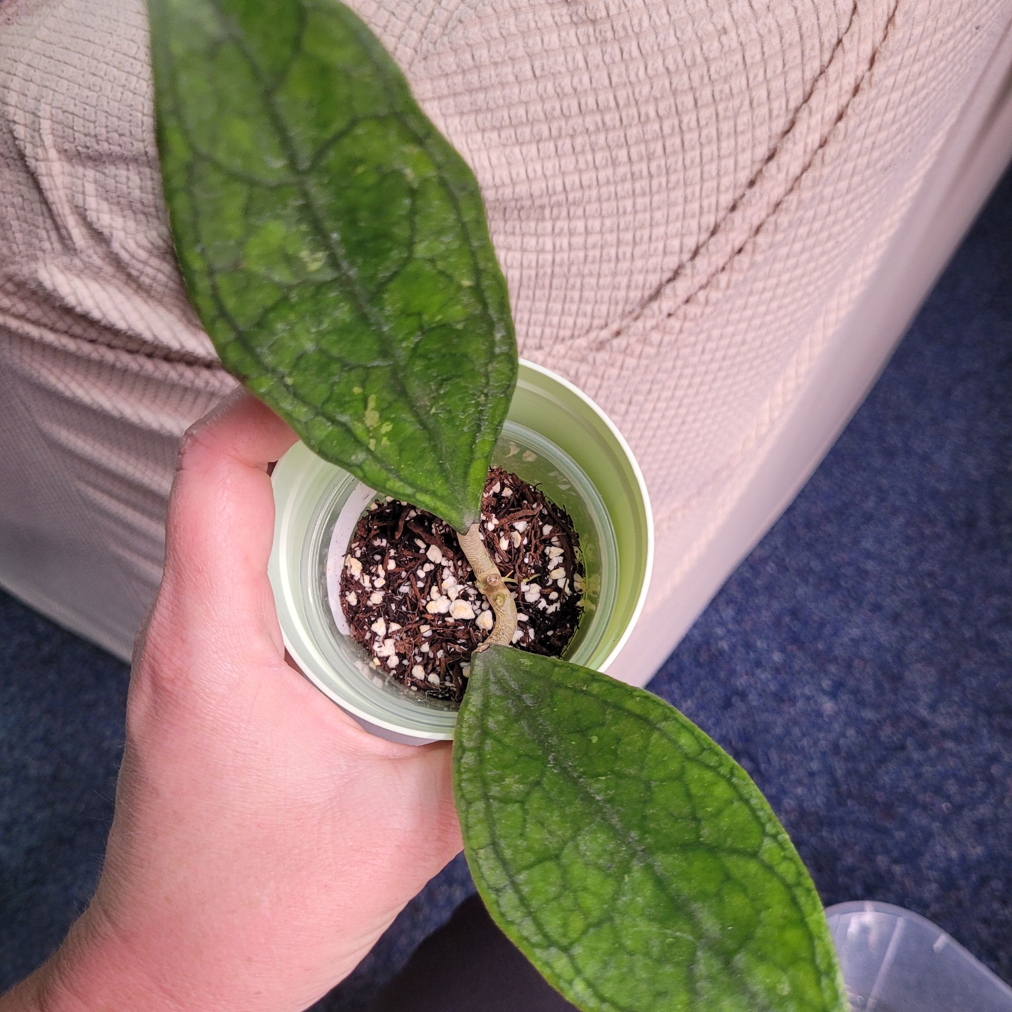 Photo of the plant species Hoya Germany by @breezyx7 named H. Germany on Greg, the plant care app