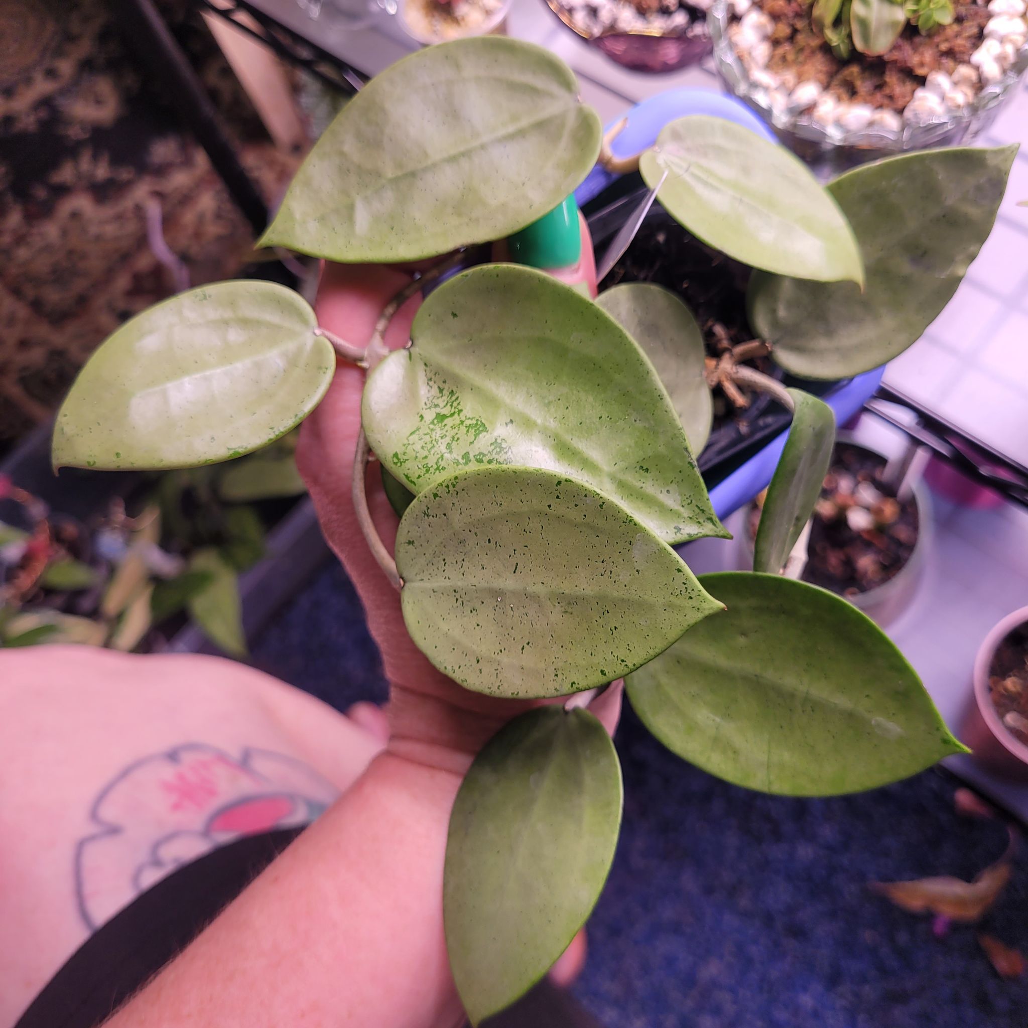 Photo of the plant species Hoya verticillata 'Silver Heart' by @breezyx7 named H. Verticillata Silver Heart on Greg, the plant care app