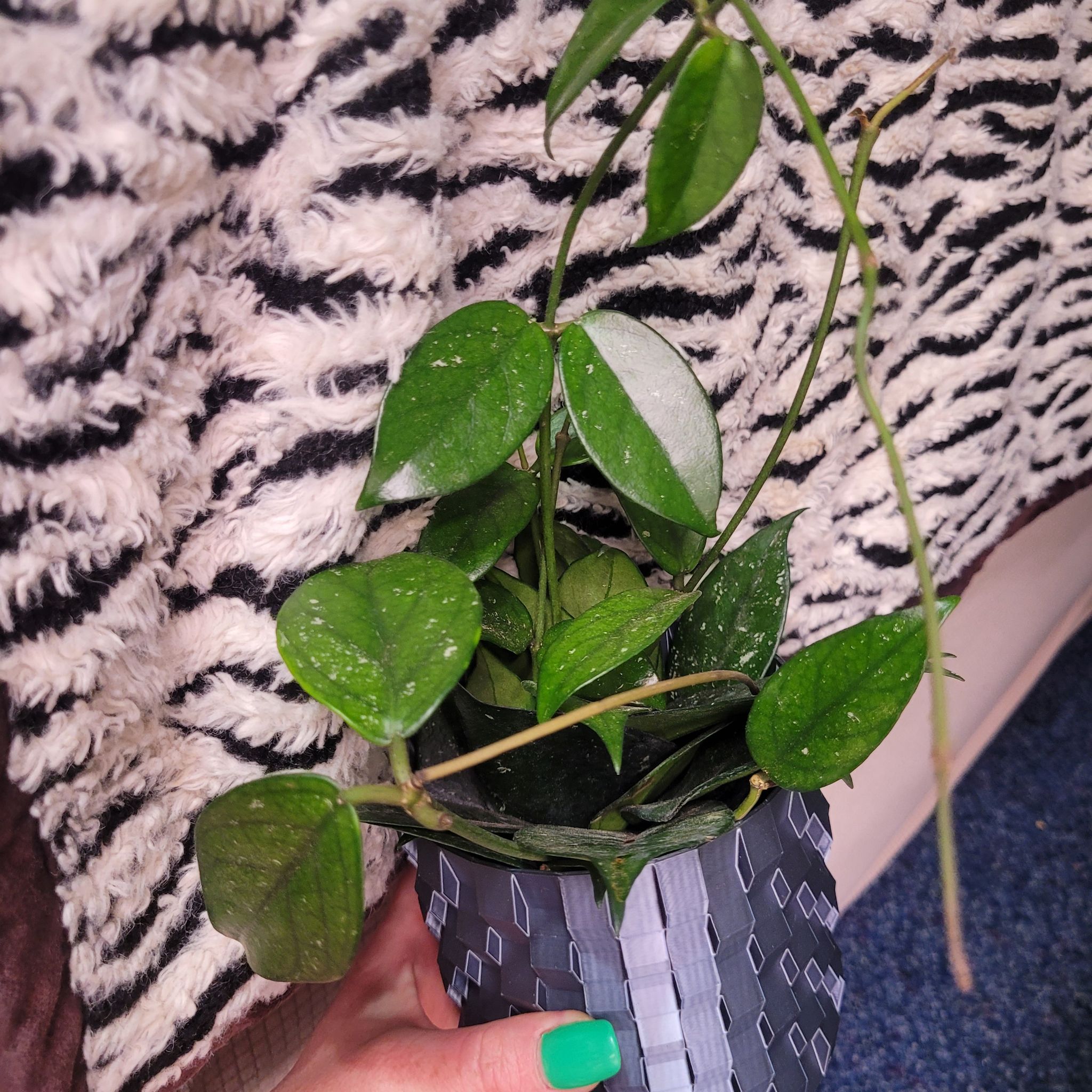 Photo of the plant species Hoya sp. Vietnam AH-001 by @breezyx7 named H. Vietnam on Greg, the plant care app