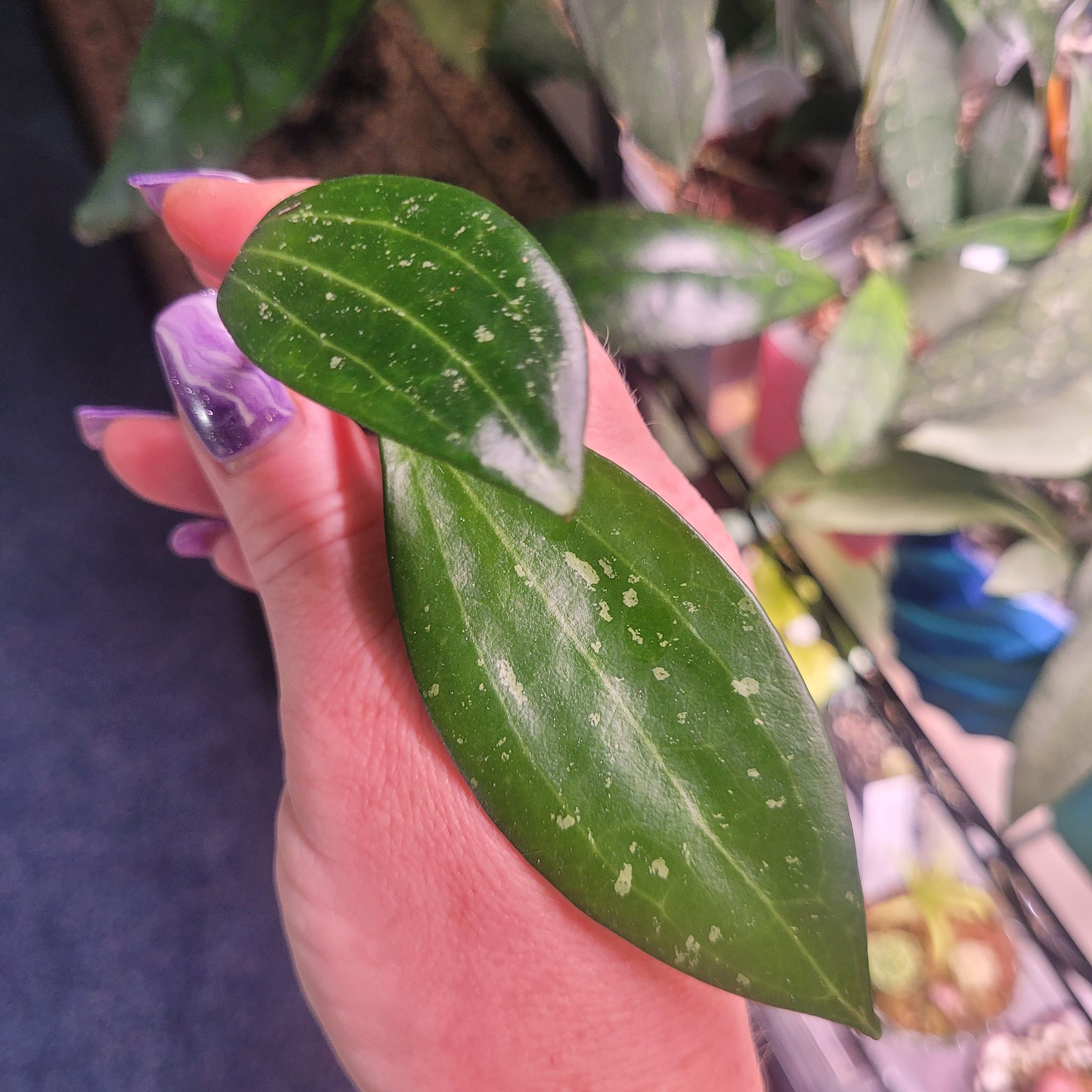 Photo of the plant species Pink Hoya Hanhiae by @breezyx7 named H. Hanhiae on Greg, the plant care app