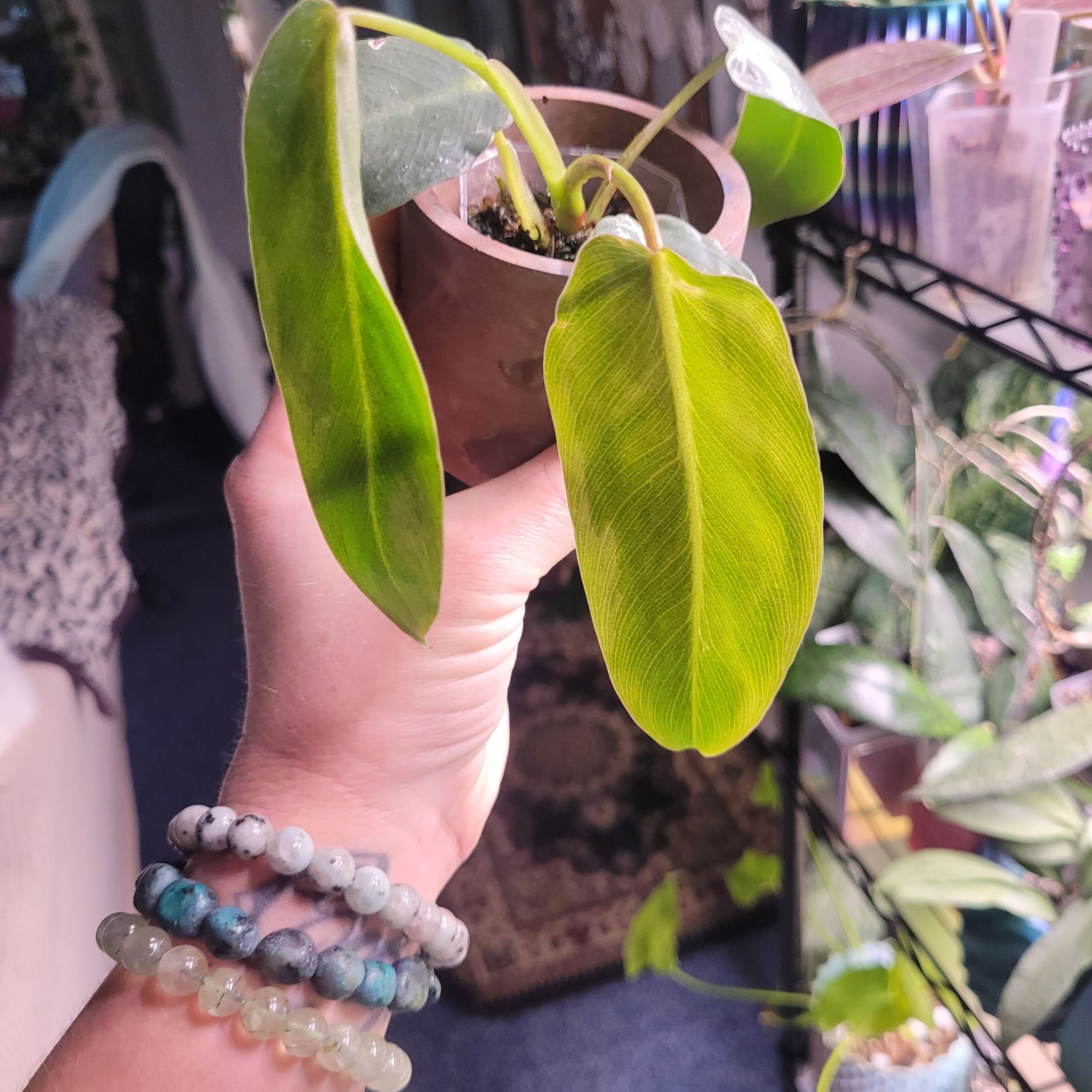 Photo of the plant species Philodendron Spiritus Sancti by @breezyx7 named Philo. Spiritus sancti baby on Greg, the plant care app