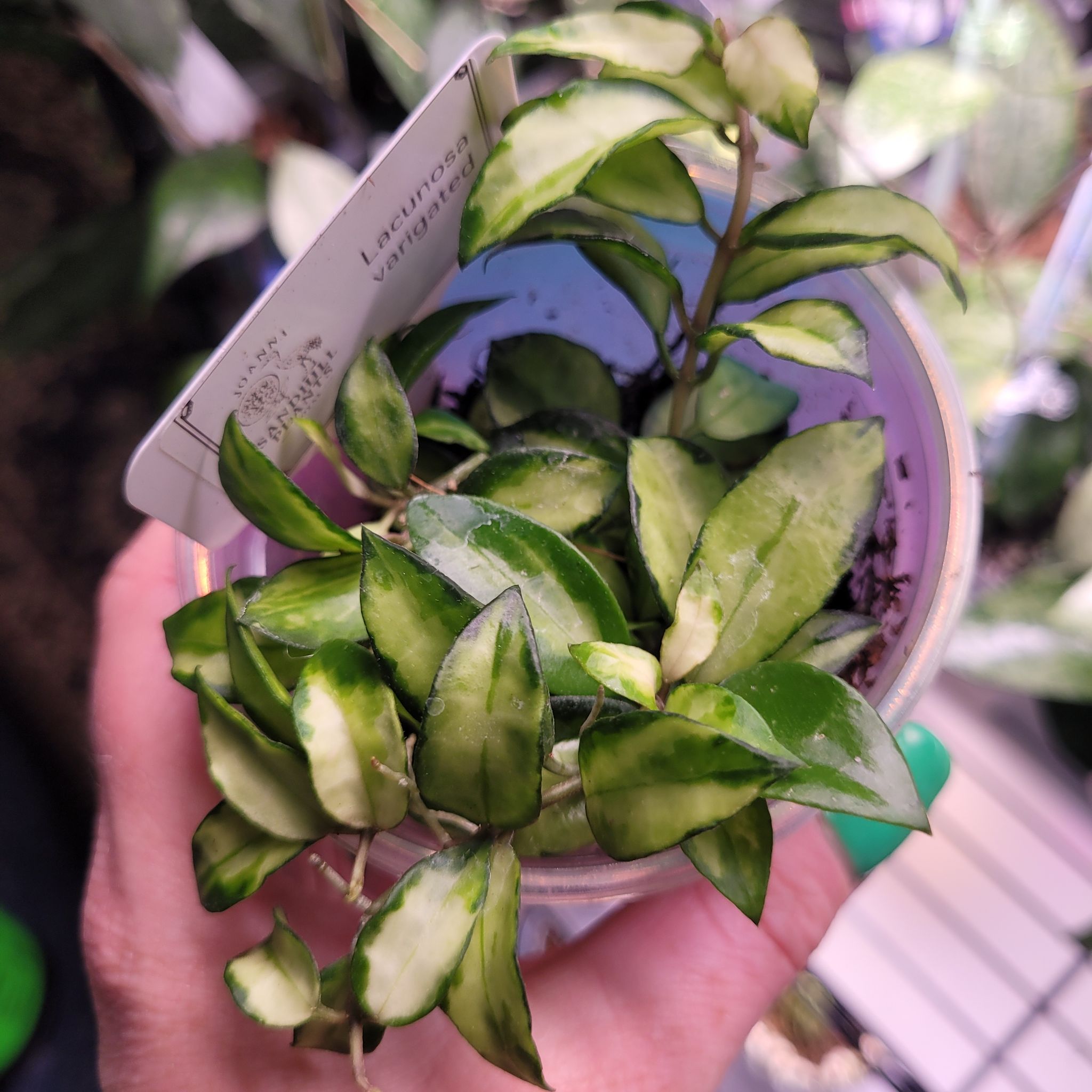 Photo of the plant species Variegated Hoya lacunosa by @breezyx7 named H. Lacunosa Variegated on Greg, the plant care app