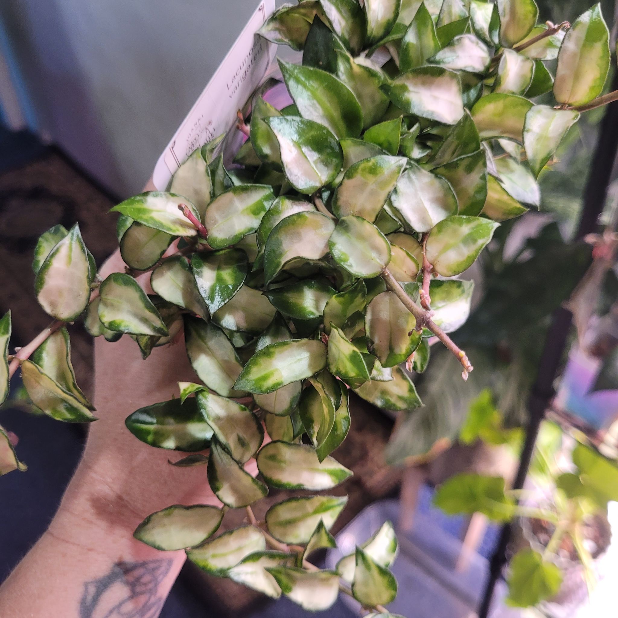 Photo of the plant species Variegated Hoya lacunosa by @breezyx7 named H. Lacunosa Variegated on Greg, the plant care app