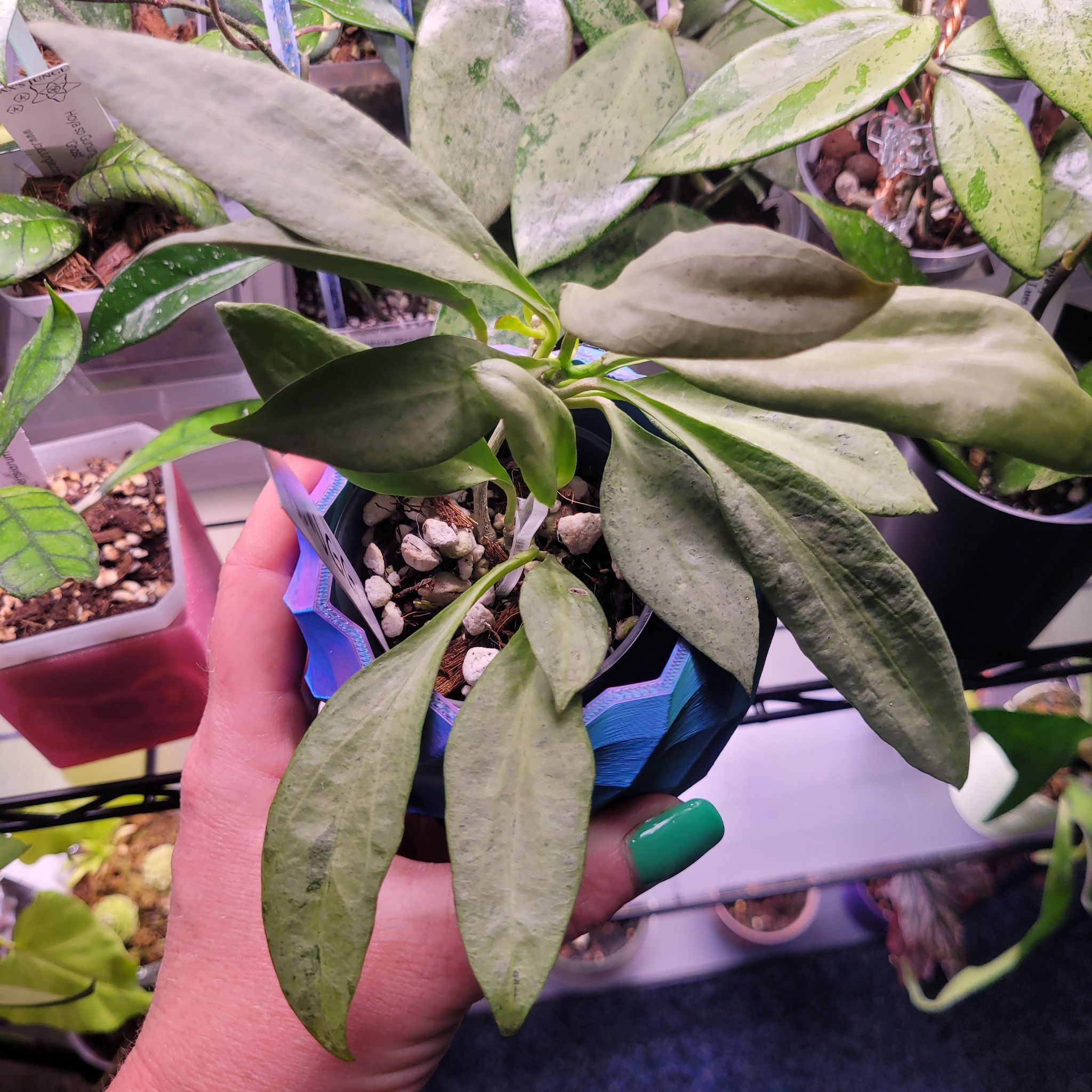 Photo of the plant species New Guinea Ghost Hoya by @breezyx7 named H. New Guinea Ghost Gloria on Greg, the plant care app