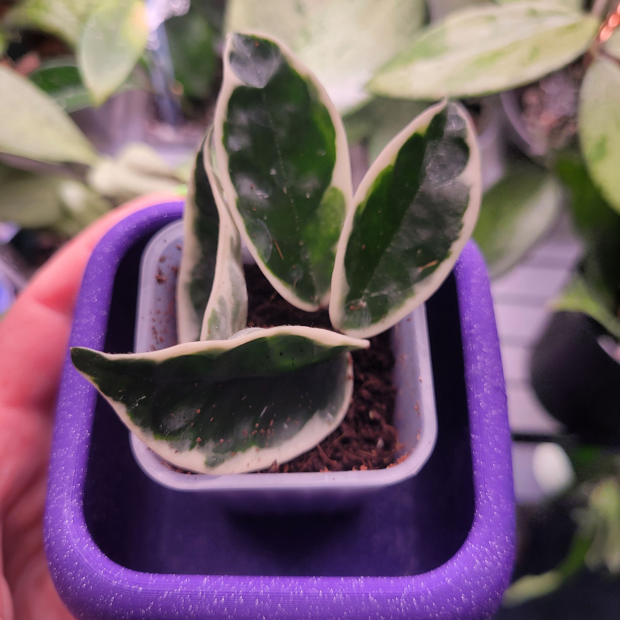 Photo of the plant species Hoya Suzie Q by @breezyx7 named H. Susie Q on Greg, the plant care app