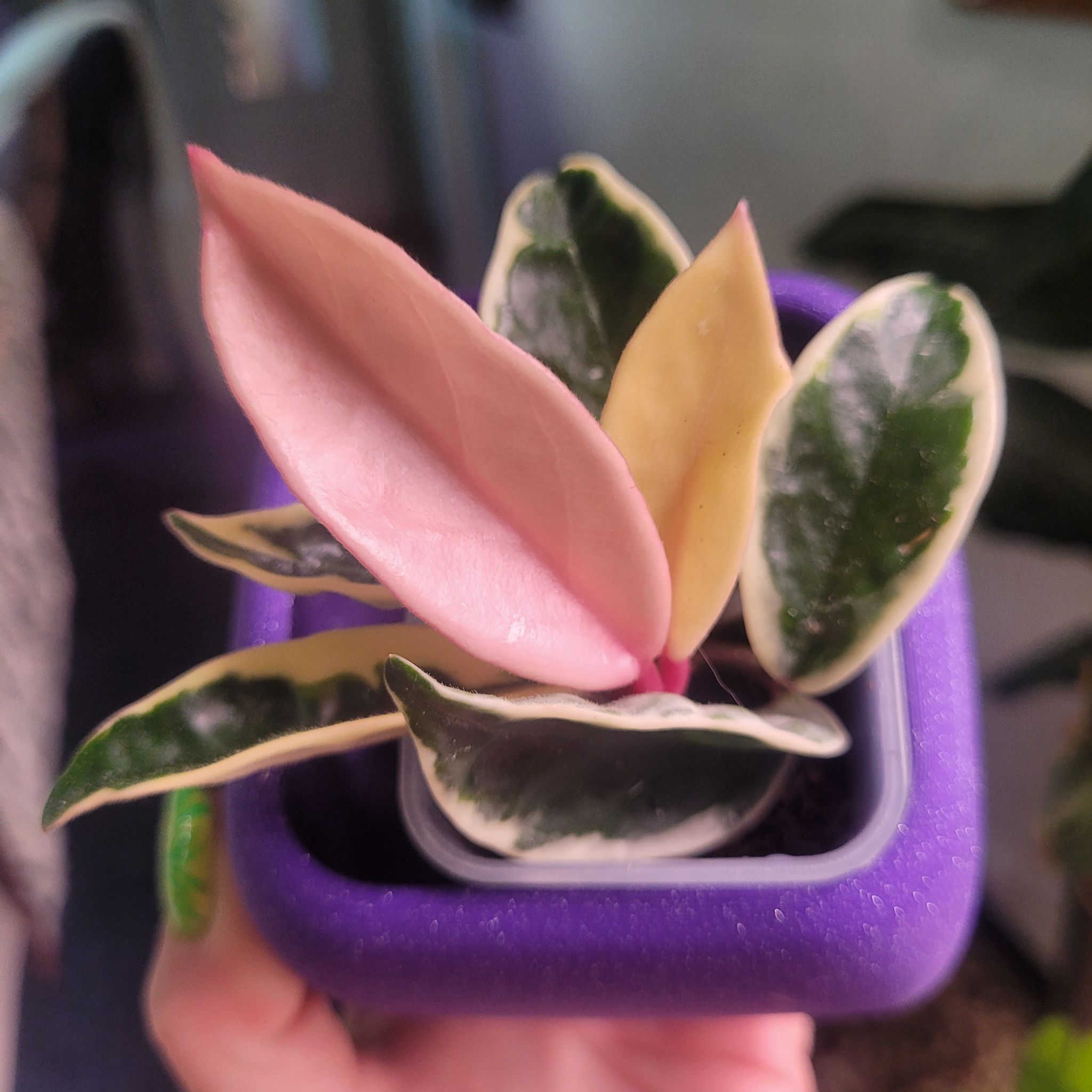 Photo of the plant species Hoya Suzie Q by @breezyx7 named H. Susie Q on Greg, the plant care app