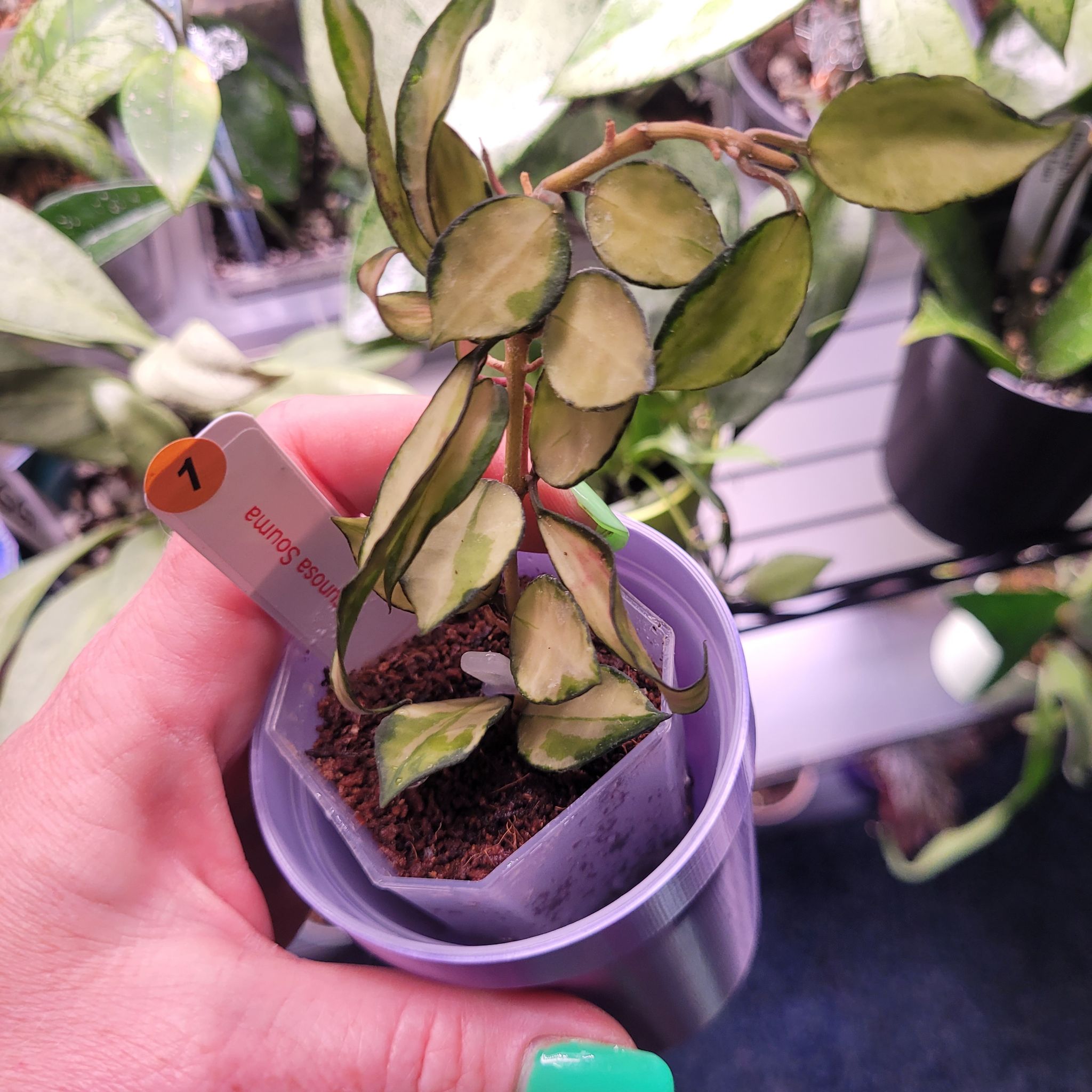 Photo of the plant species Hoya lacunosa 'Souma' by @breezyx7 named H. Lacunosa Souma on Greg, the plant care app