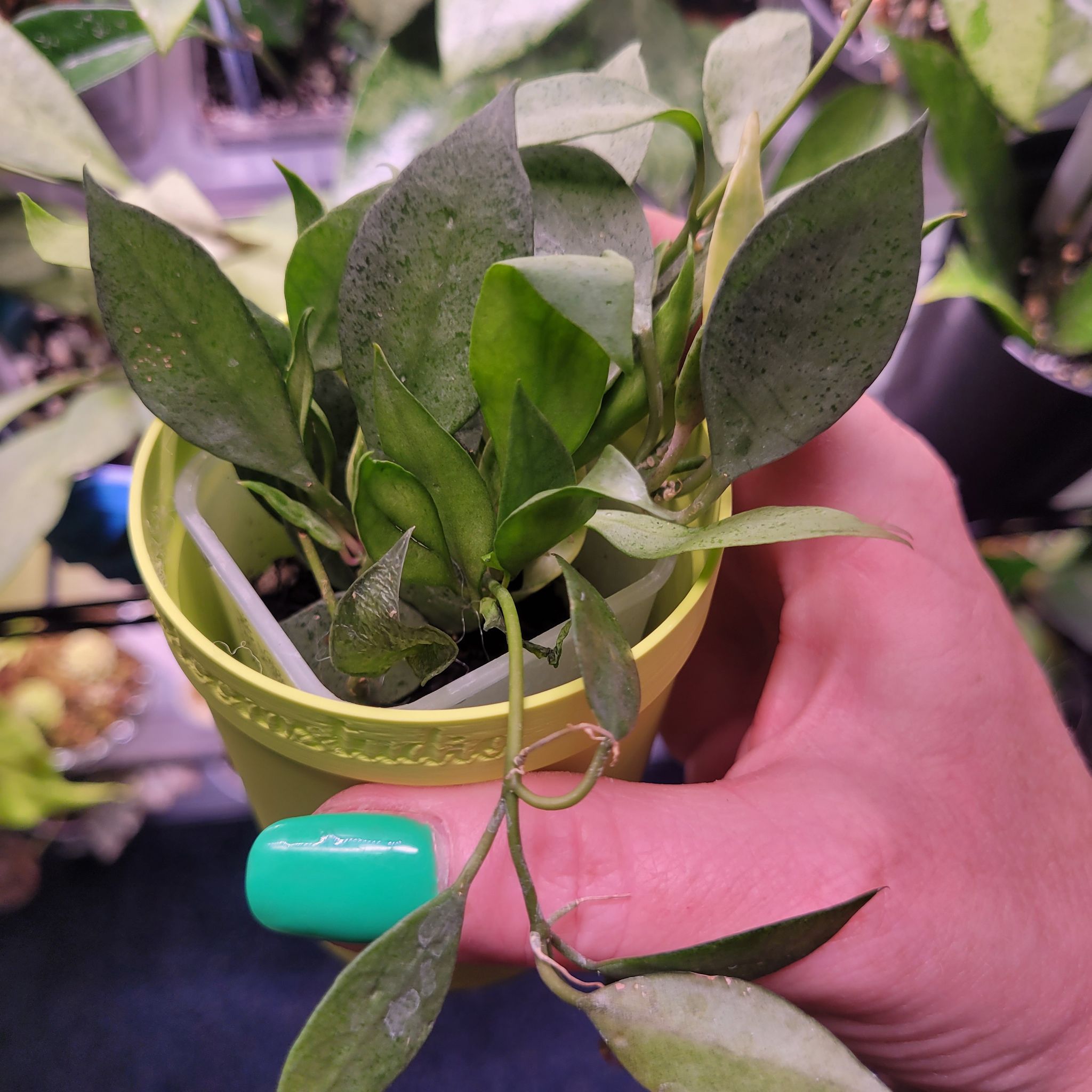 Photo of the plant species Hoya lacunosa Silver 'Long Leaf' by @breezyx7 named H. Lacunosa Silver Mint on Greg, the plant care app