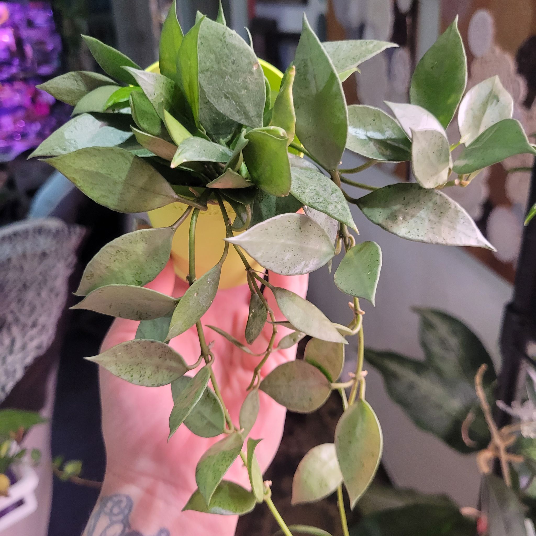 Photo of the plant species Hoya lacunosa Silver 'Long Leaf' by @breezyx7 named H. Lacunosa Silver Mint on Greg, the plant care app
