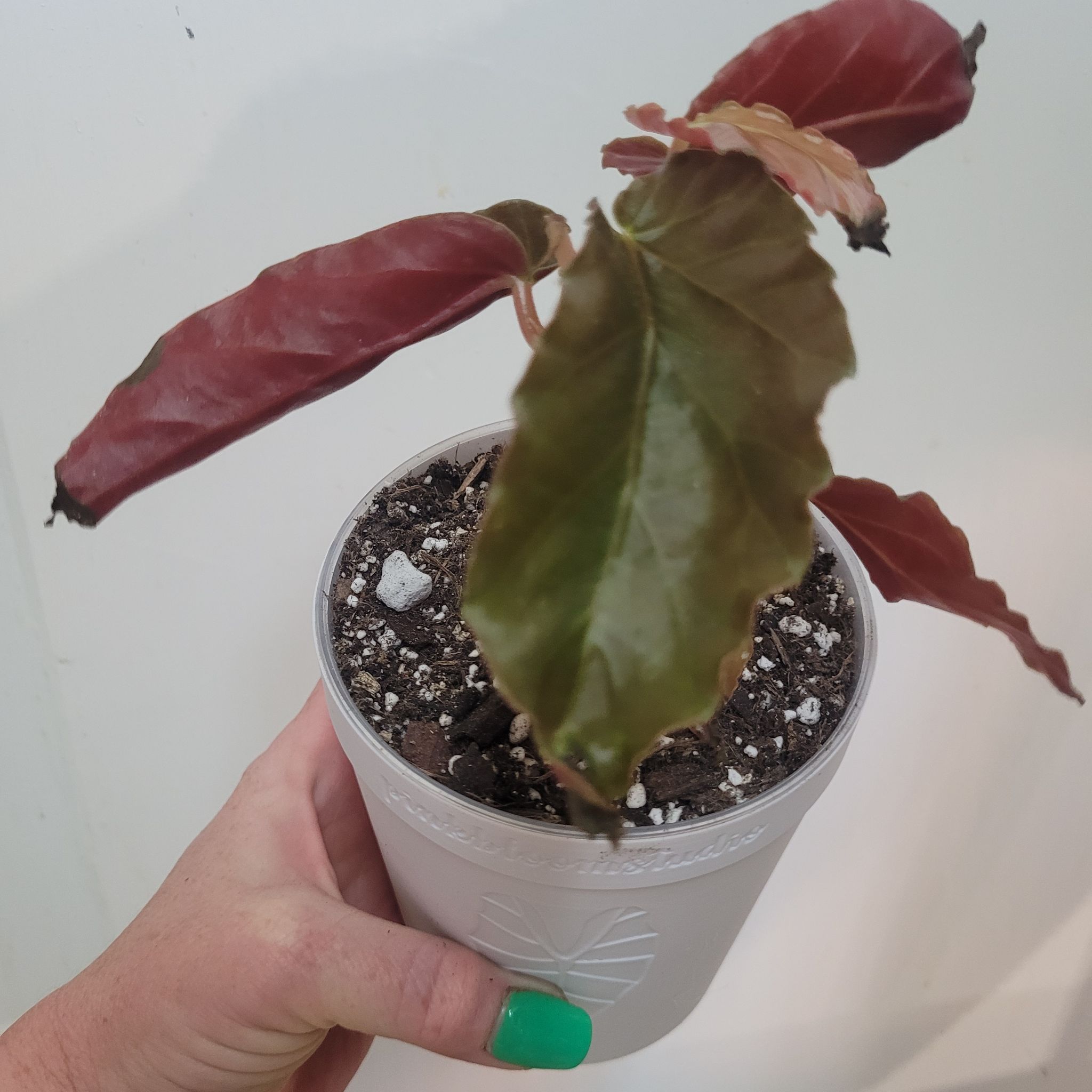 Photo of the plant species Red Cane Begonia by @breezyx7 named B. Red Cane on Greg, the plant care app