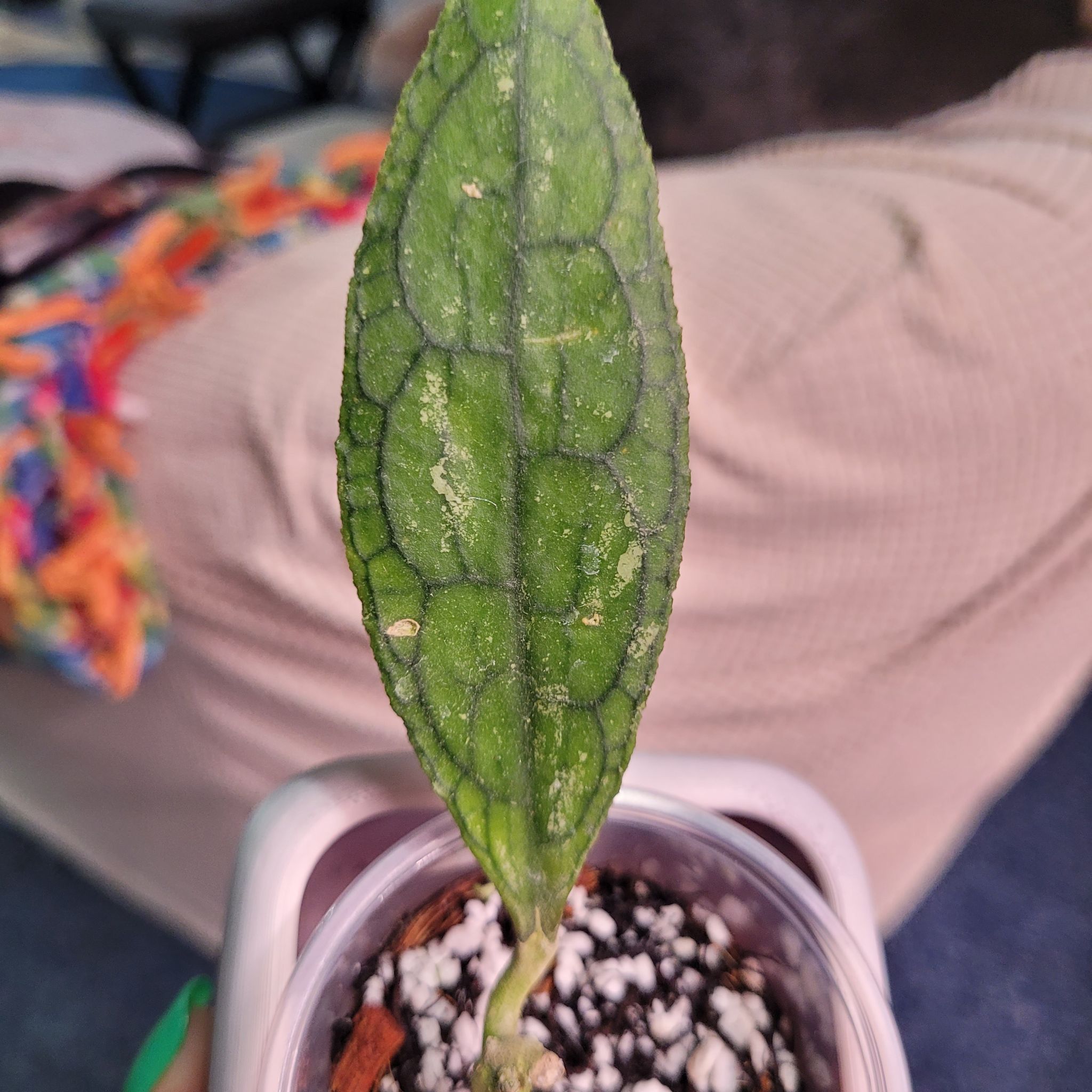 Photo of the plant species Hoya clemensiorum by @breezyx7 named H. Clemensiorum green on Greg, the plant care app