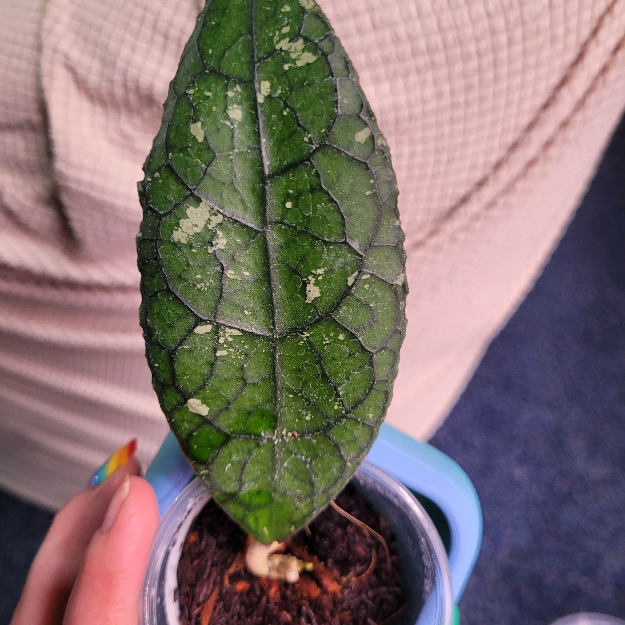 Photo of the plant species Hoya clemensiorum by @breezyx7 named H. Clemensiorum Jurrasica on Greg, the plant care app