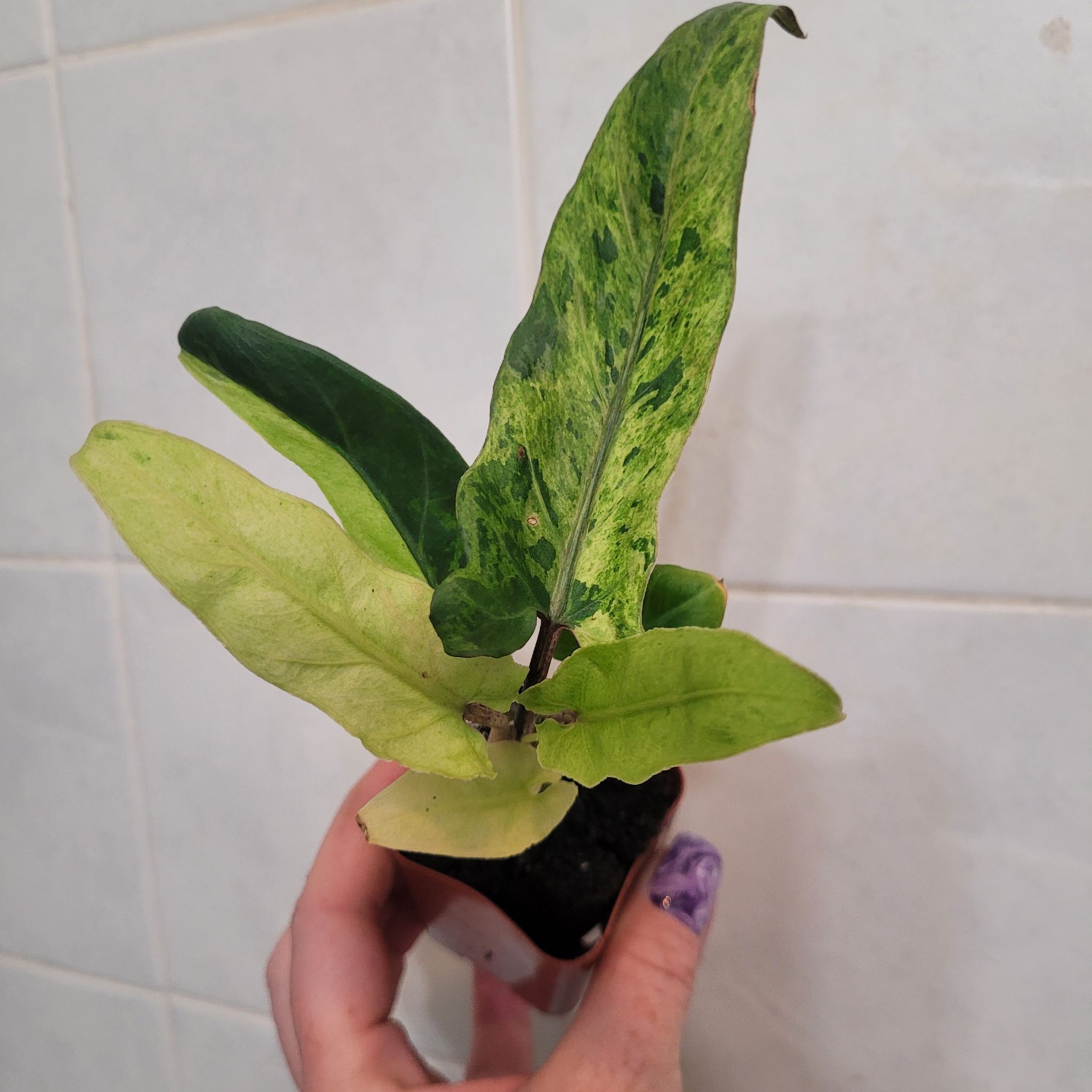 Photo of the plant species Alocasia Lauterbachiana Variegated by @breezyx7 named Aloc. Lauterbachiana variegated on Greg, the plant care app