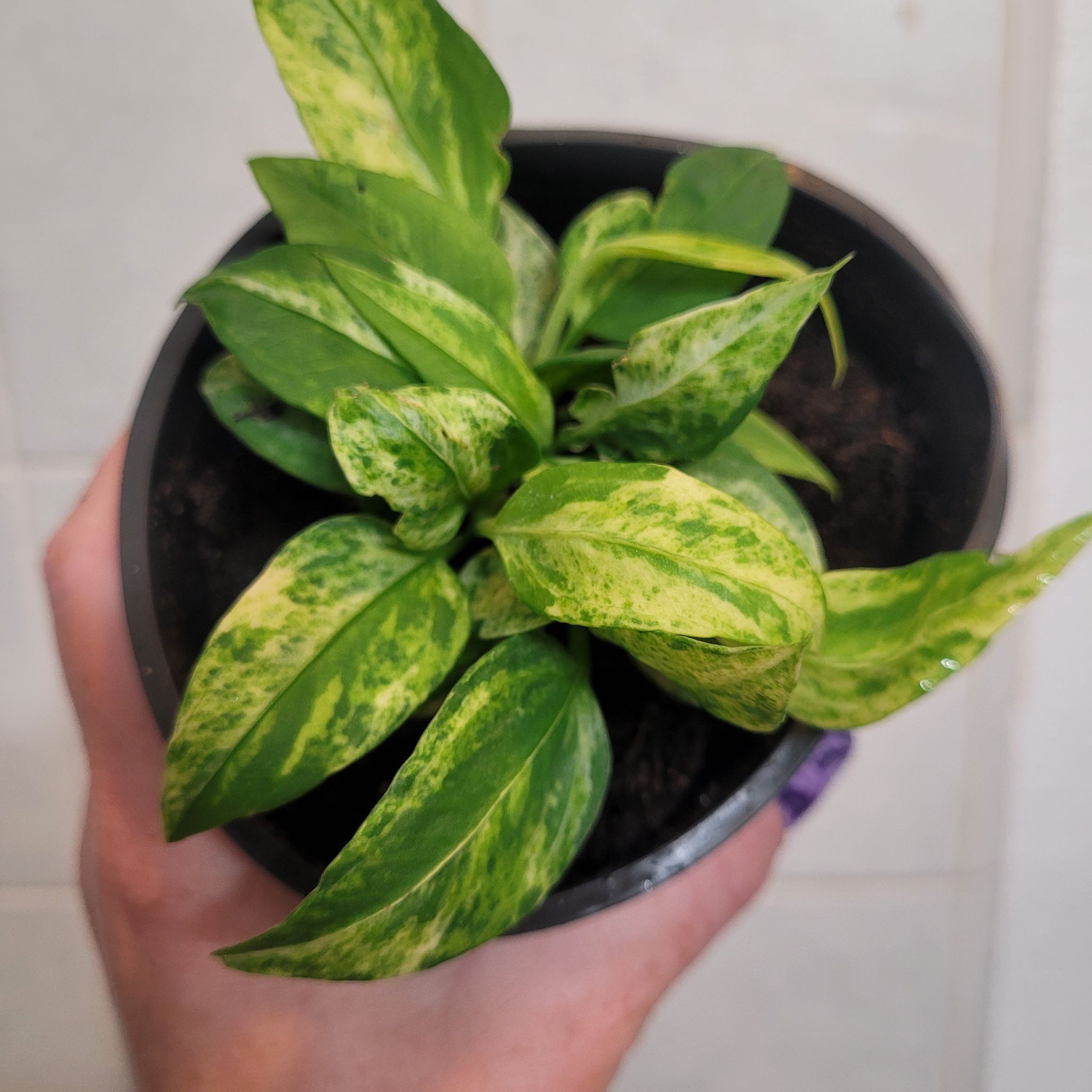 Photo of the plant species Anthurium Vittariifolium Variegated by @breezyx7 named Anthurium vittariifolium variegated on Greg, the plant care app