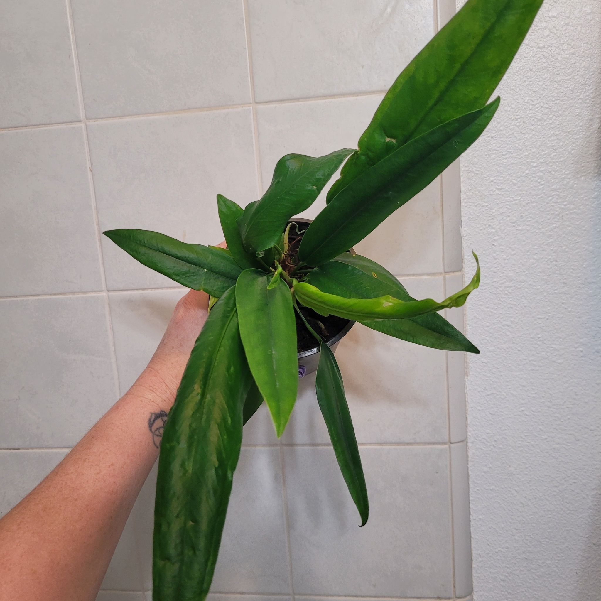 Photo of the plant species Anthurium bakerii by @breezyx7 named Anthurium Bakerii on Greg, the plant care app