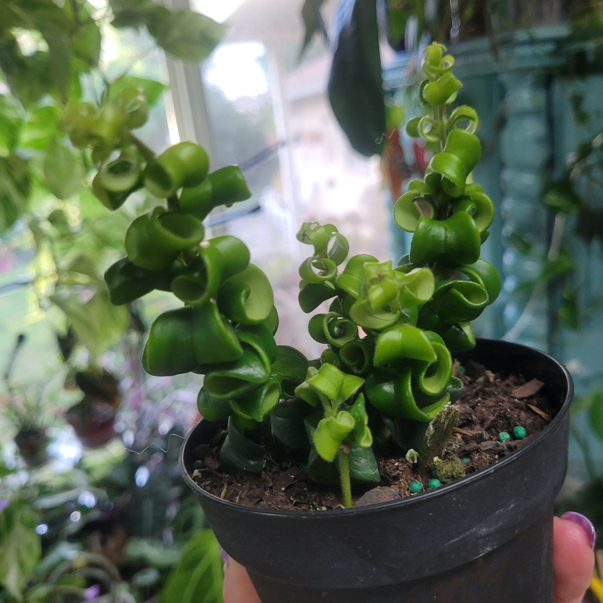 Photo of the plant species Curly Lipstick Plant by @breezyx7 named Curly lipstick on Greg, the plant care app