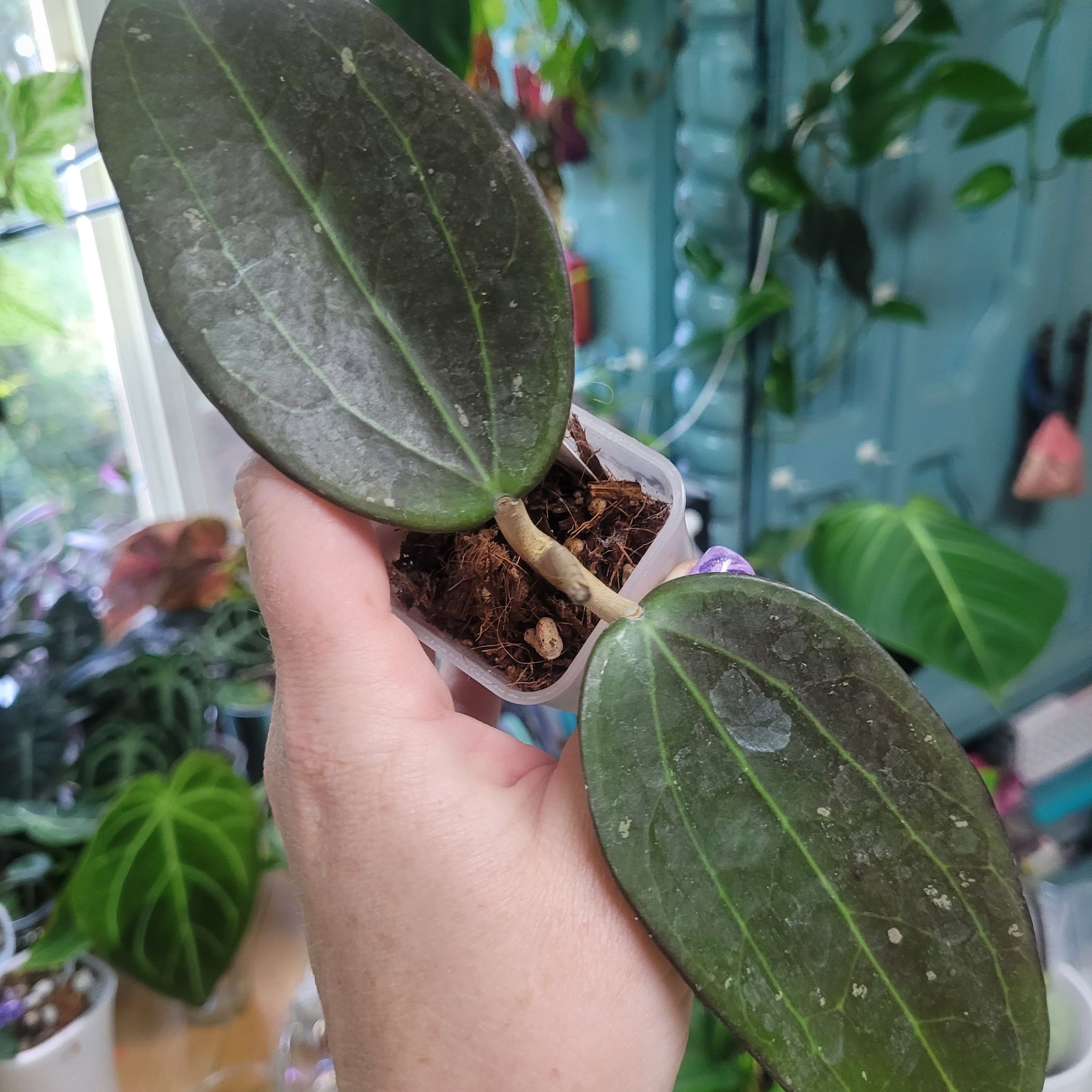 Photo of the plant species Hoya AH 'Black Magic' by @breezyx7 named H. Black Magic big on Greg, the plant care app