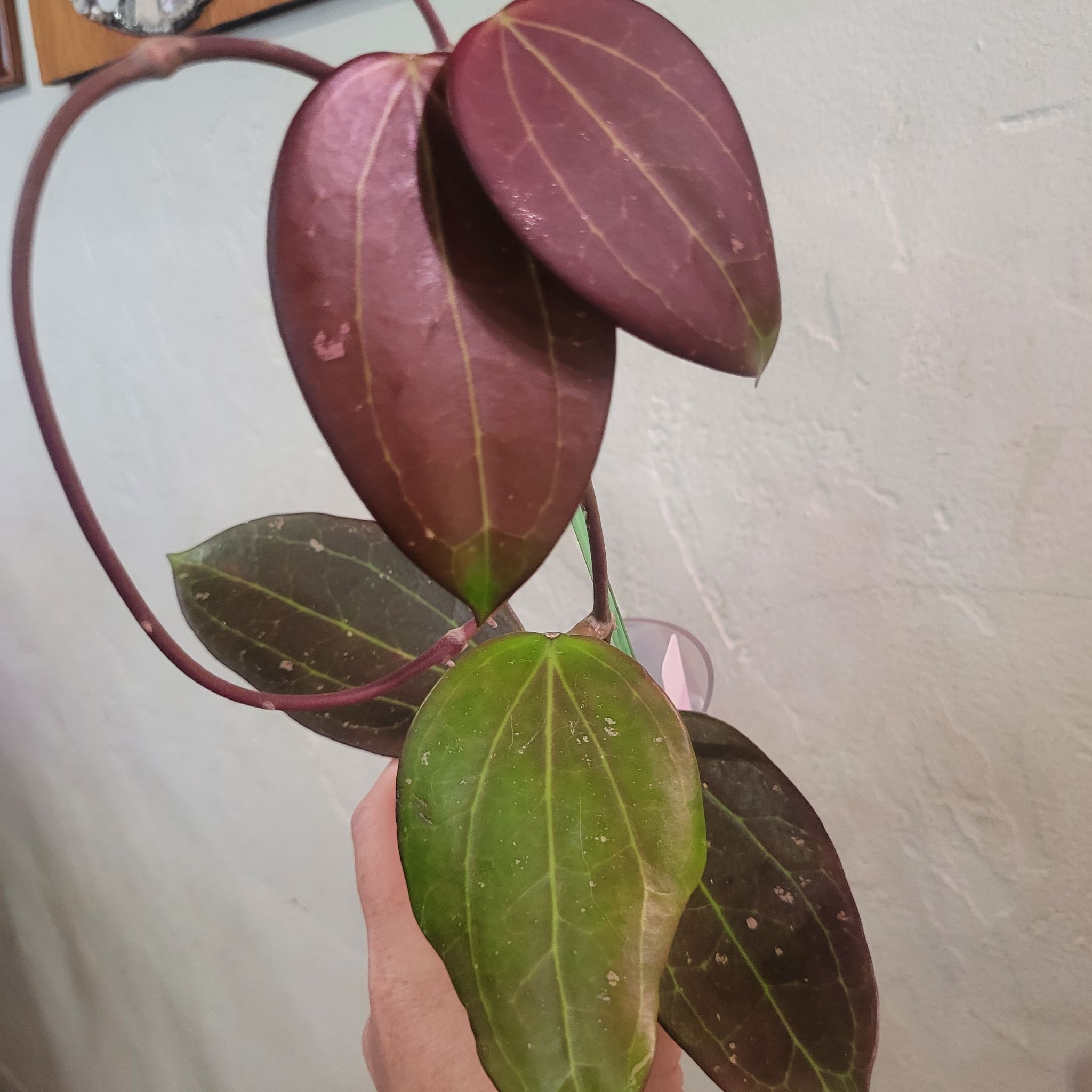 Photo of the plant species Hoya AH 'Black Magic' by @breezyx7 named H. Black Magic big on Greg, the plant care app