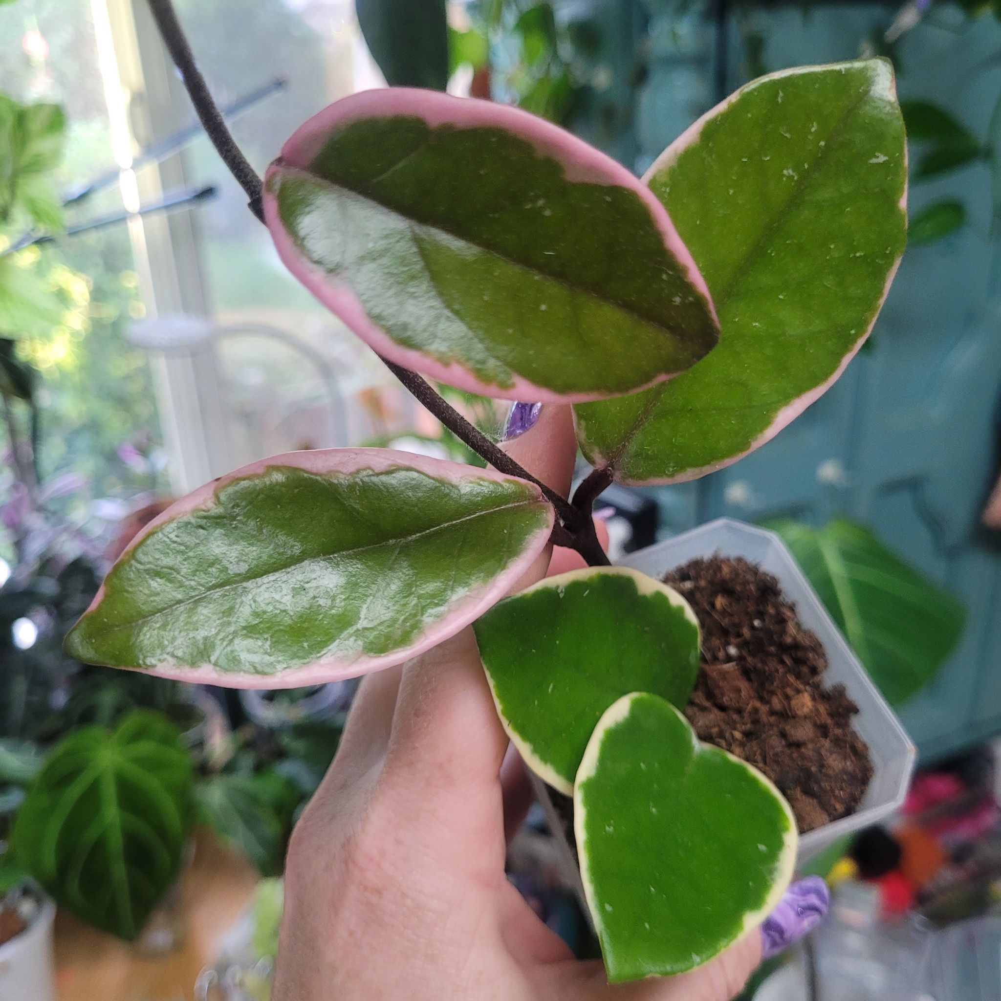 Photo of the plant species Flamingo Hoya by @breezyx7 named H. Flamingo dream big on Greg, the plant care app