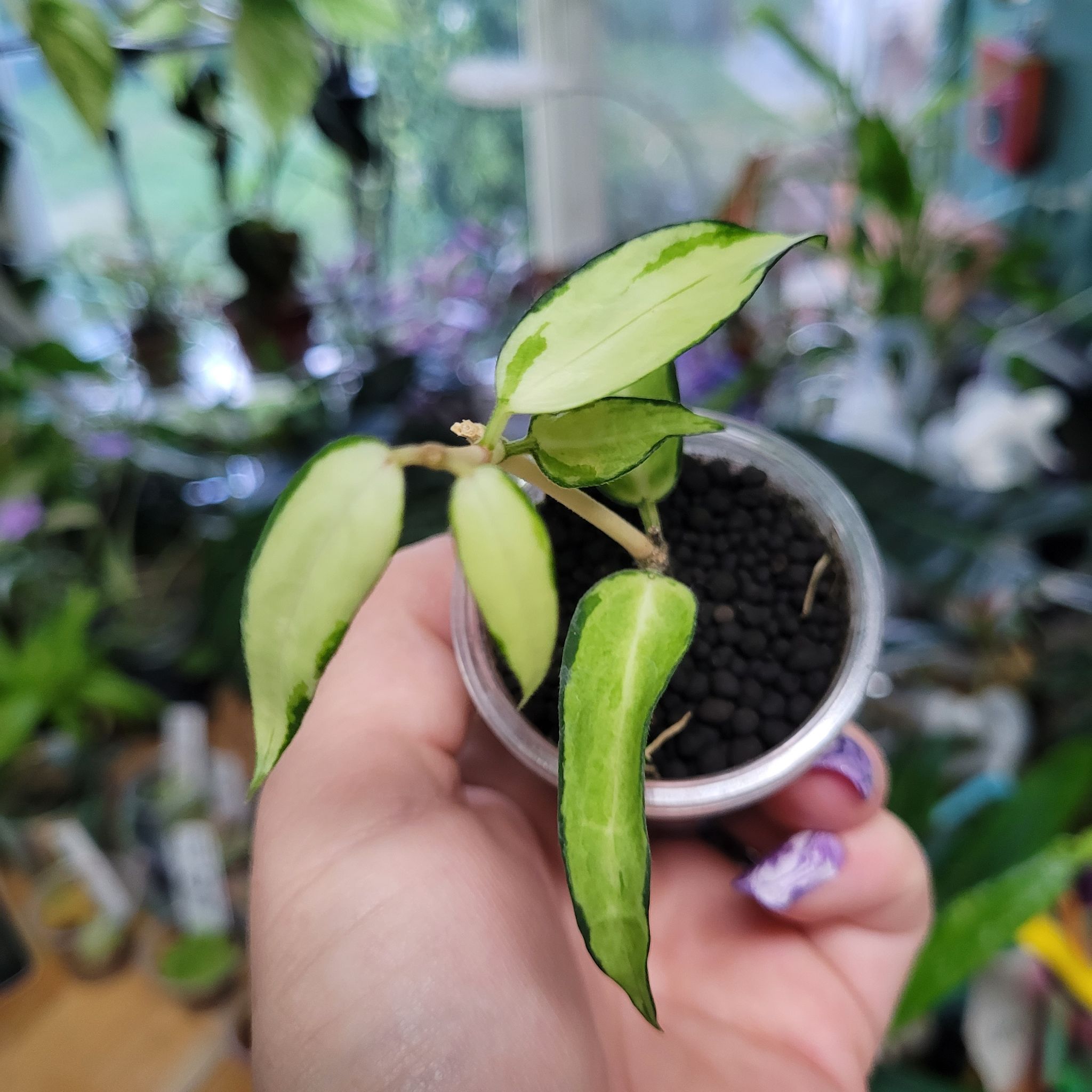 Photo of the plant species Hoya Burma by @breezyx7 named H. Burmanica variegated on Greg, the plant care app